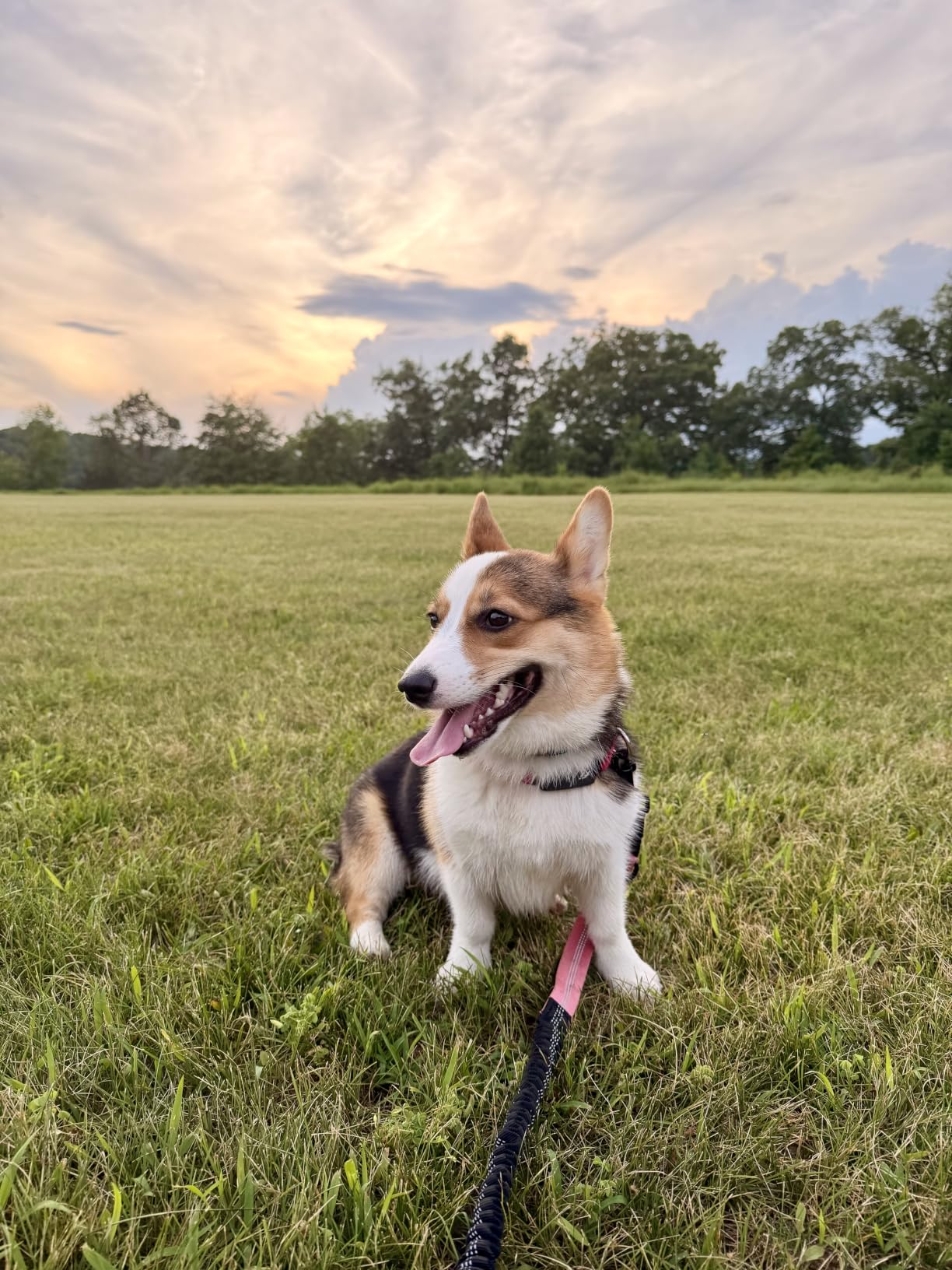 Fi Series 3+ GPS + Health Dog Collar, Pink, Medium, 6-Month Membership | Smart GPS dog collar with live tracking, health & behavior, Escape Alerts, LED light. Waterproof and Apple Watch compatible. customer photo 1