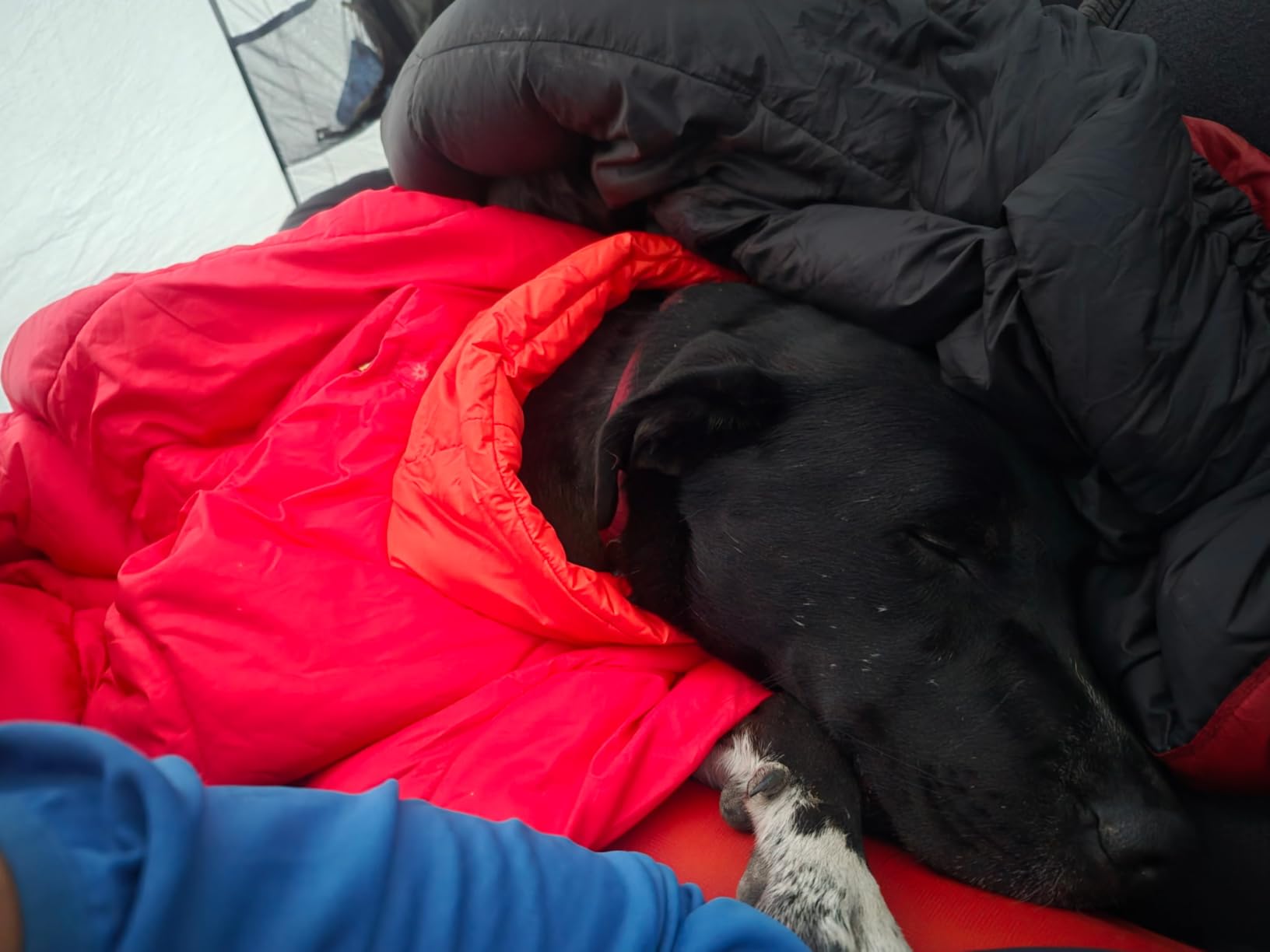 Ruffwear Palisades Dog Sleep Poncho, Packable Insulated Wearable Sleeping Bag for Dogs, EcoLoft Renew Flex Warmth, Insulated Neck Baffle with Adjustable Stretch Leg Loops customer photo 1