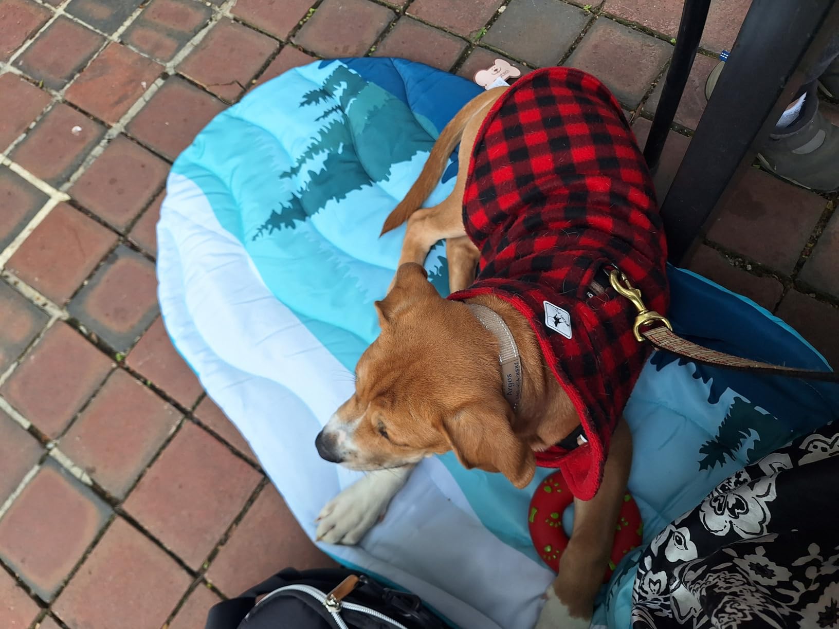 PUPTECK Reversible Outdoor Travel Dog Bed Waterproof, Camping Essentials with Carry Bag, Portable & Foldable Pet Pad Crate Kennel Mat for Large Medium Small Dogs customer photo 1
