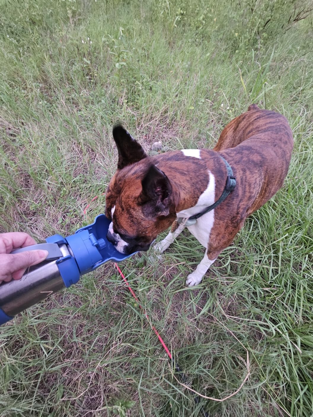 PupFlask Pro Portable Insulated Dog Water Bottle, Stainless Steel Bowl | 30 or 50 oz Leak-Proof Thermos Dispenser Keeps Water Cold 24+ Hours, Built-In Flip Cup for Walking, Hiking and Travel customer photo 2