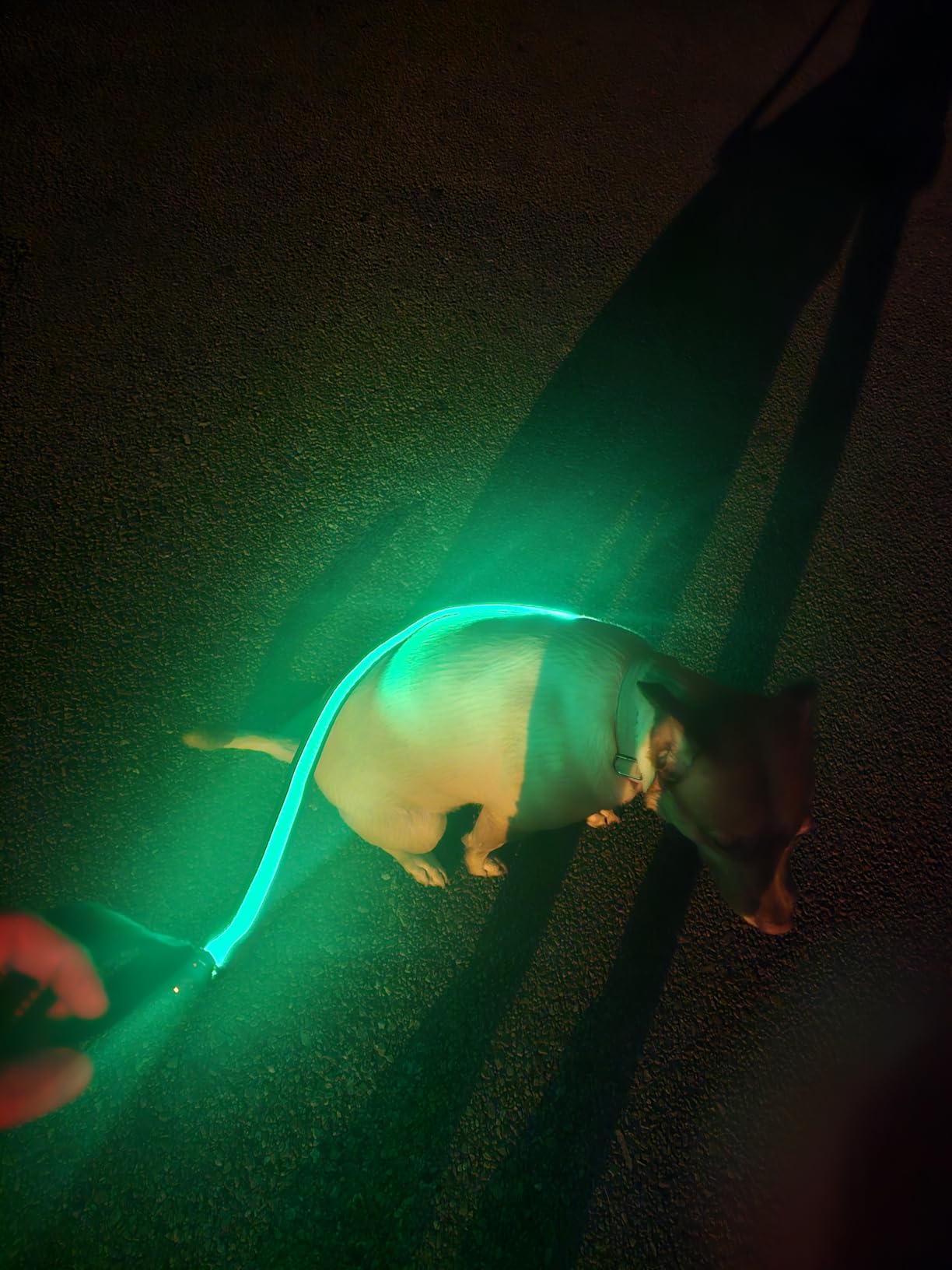 5 Ft LED Dog Leash, Light Up & Lighted Dog Leash, 7 Lighting Modes, Glow in The Dark, Reflective, Double-Sided Light, Rechargeable with Padded Handle for Night Walking Safety customer photo 1