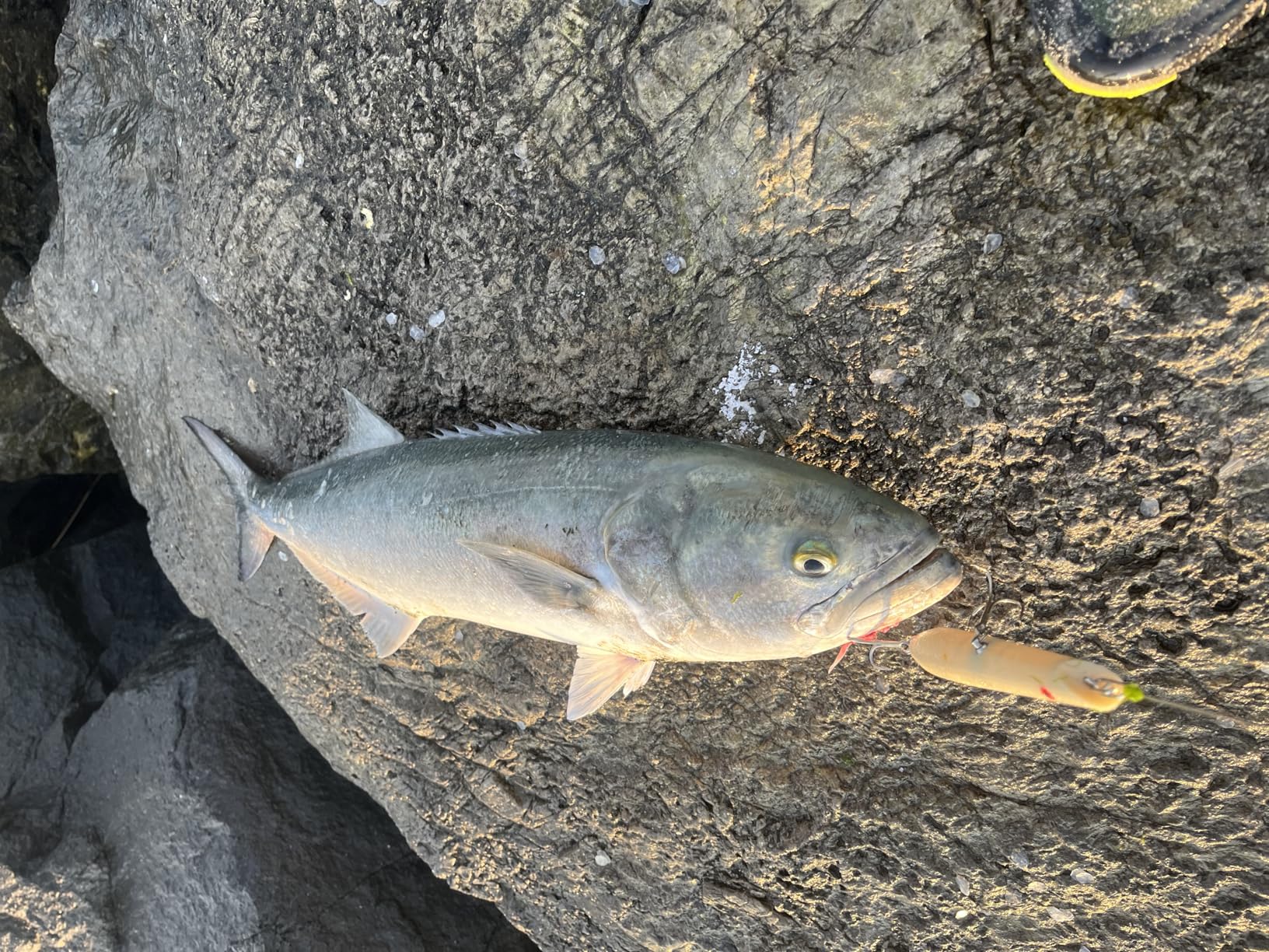 Cotton Cordell Pencil Popper Topwater Fishing Lure customer photo 1