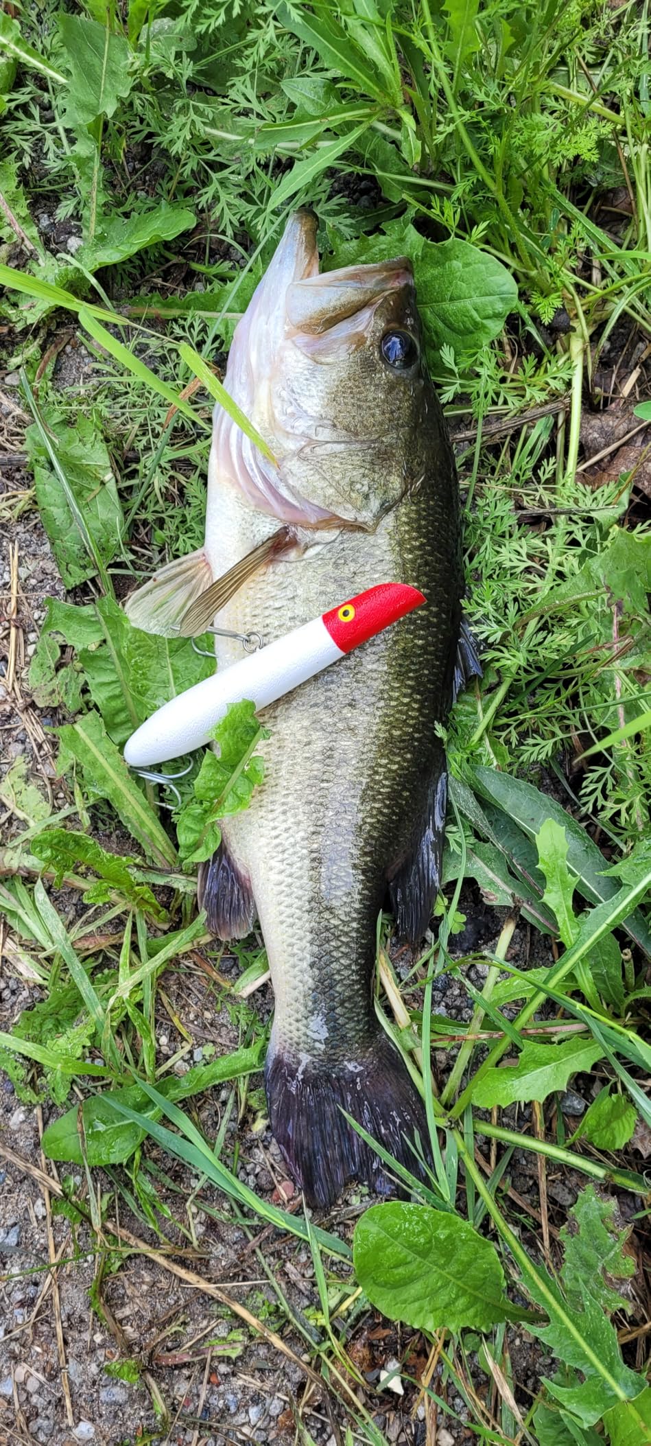 Cotton Cordell Pencil Popper Topwater Fishing Lure customer photo 2