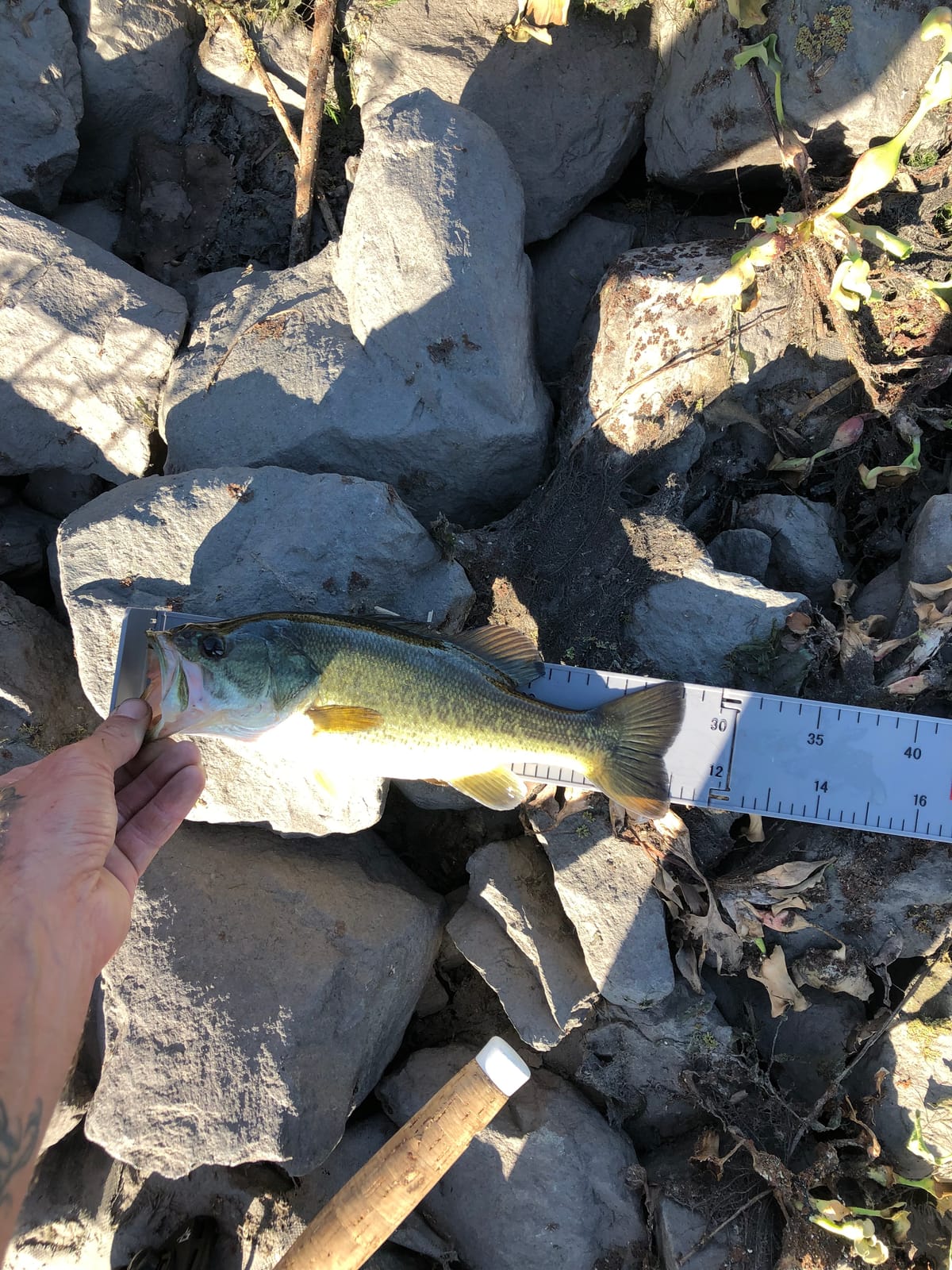 Rapala 24 Inch Folding Fish Measuring Ruler, Tournament Fishing | Tournament Fish Measuring, Catch and Release Tool, Bass, Walleye, Pike, Trout, Compact Folding Design customer photo 1