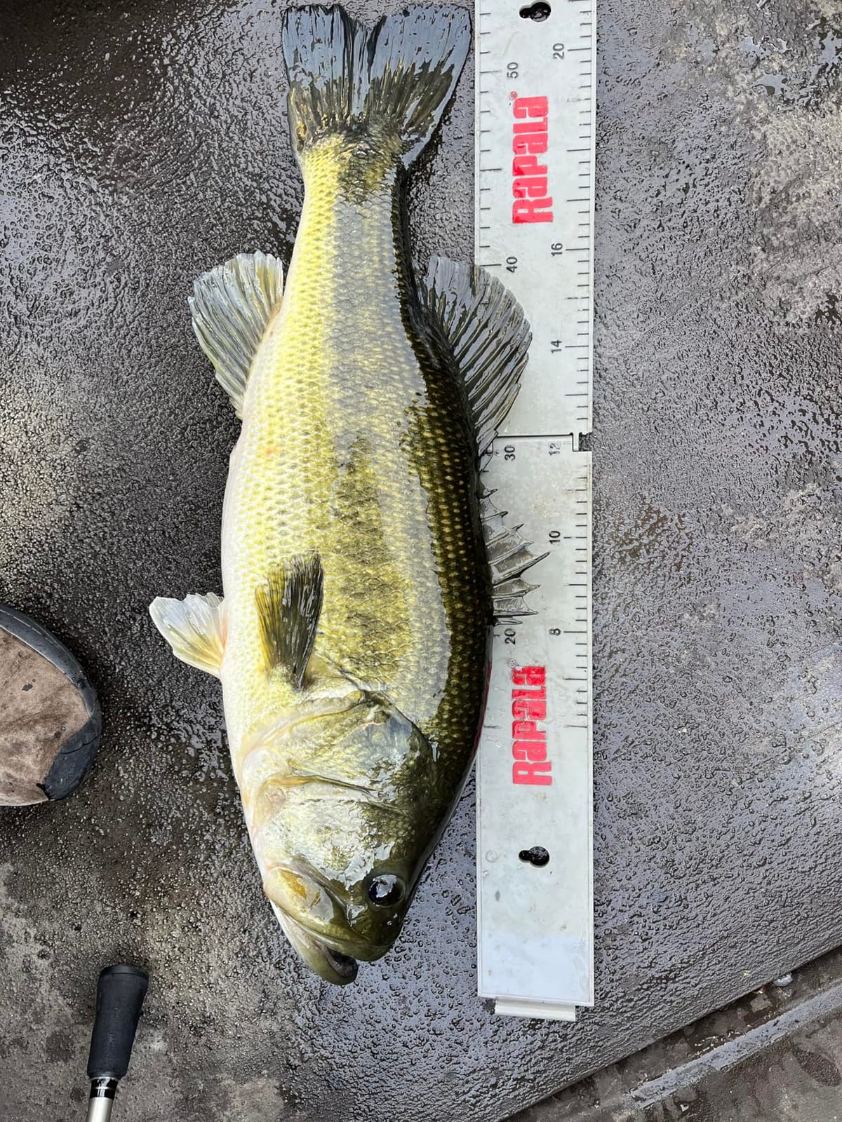 Rapala 24 Inch Folding Fish Measuring Ruler, Tournament Fishing | Tournament Fish Measuring, Catch and Release Tool, Bass, Walleye, Pike, Trout, Compact Folding Design customer photo 2