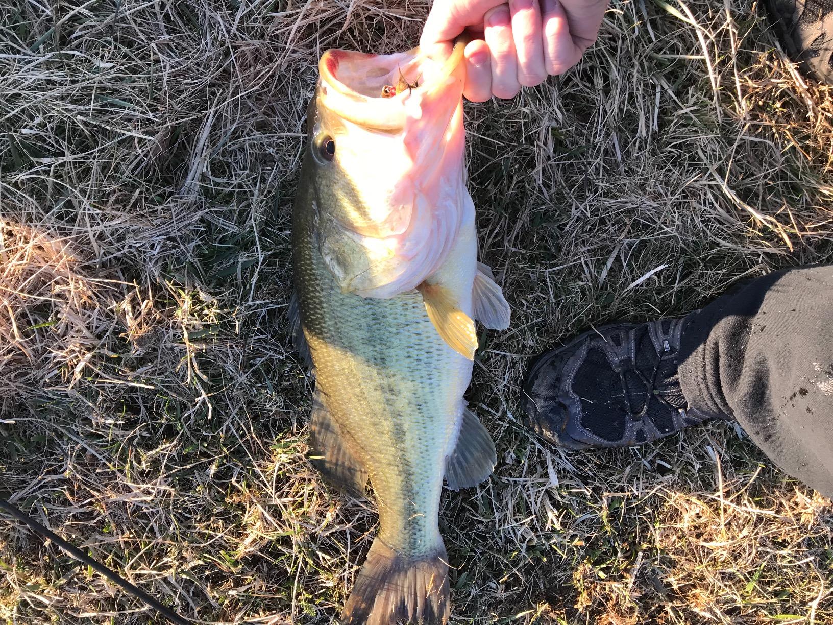 Mepps Mepps Aglia Dressed Treble Fishing Lure customer photo 1