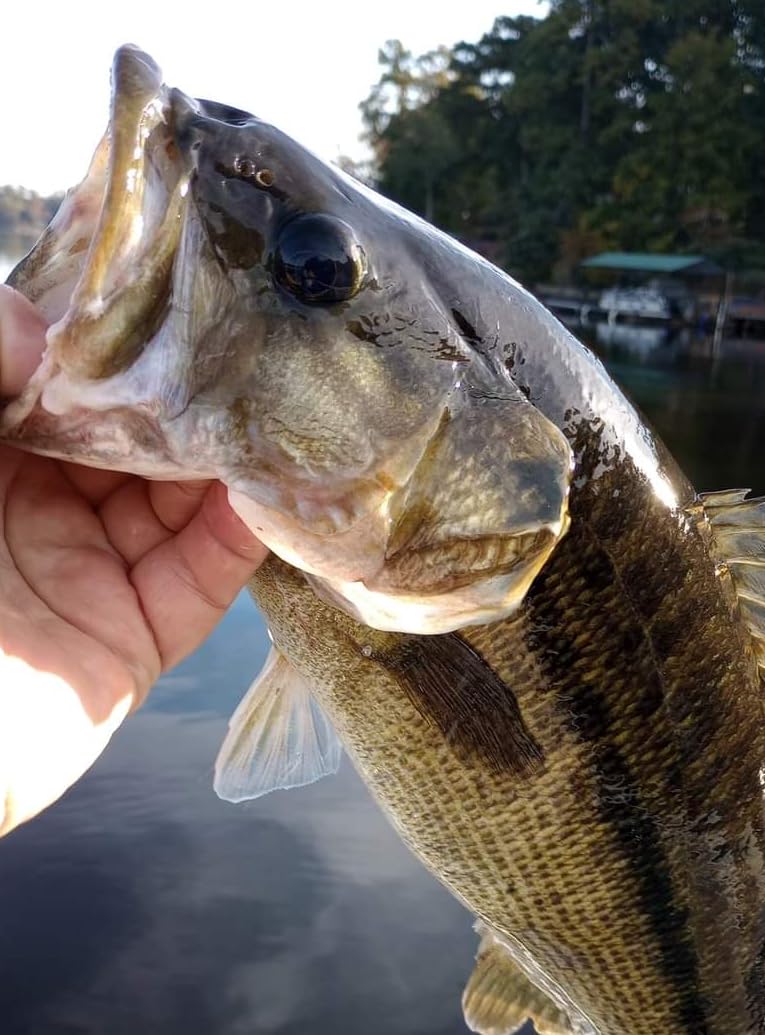 Rapala Skitter Pop Topwater Popper, Surface Hard Bait, Bass Fishing Lure, Splash and Pop Action, 2-3/4 Inch, Shad customer photo 1