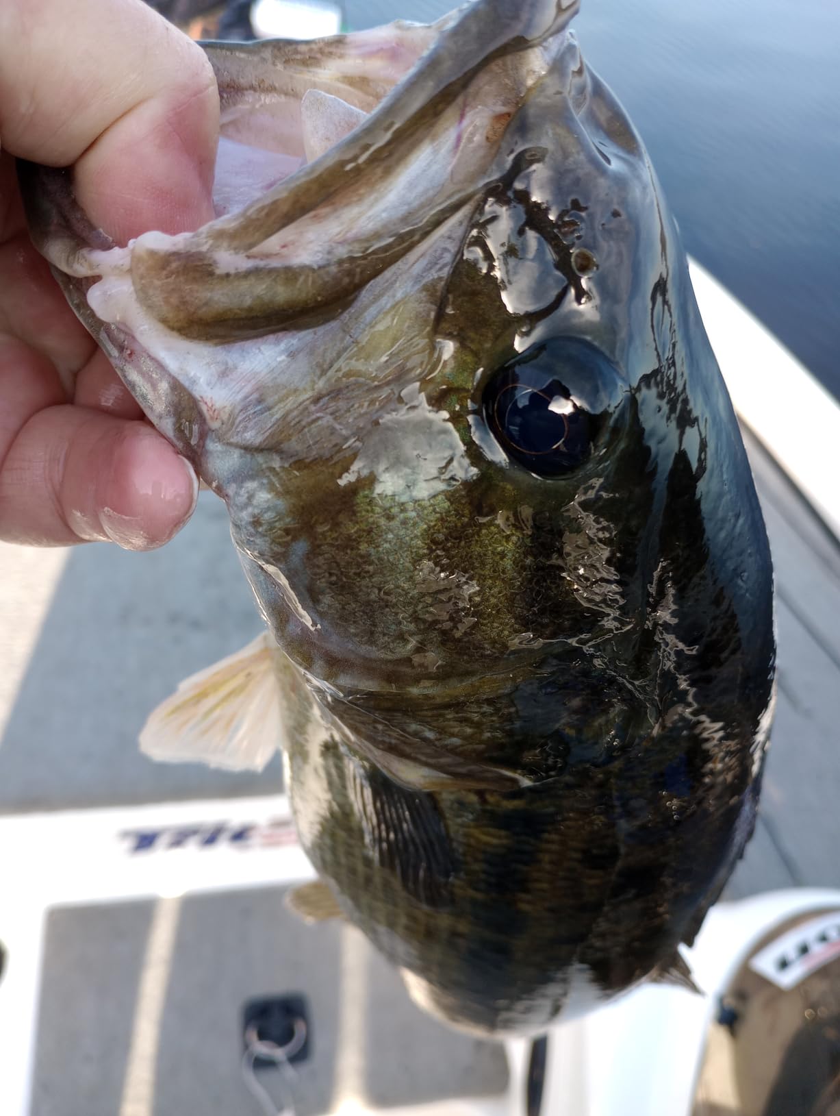 Rapala Skitter Pop Topwater Popper, Surface Hard Bait, Bass Fishing Lure, Splash and Pop Action, 2-3/4 Inch, Shad customer photo 2