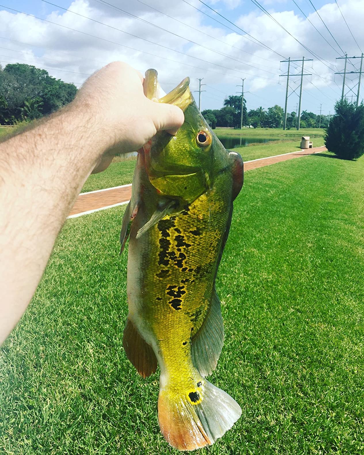 Heddon Zara Spook Topwater Fishing Lure - Legendary Walk-the-Dog Lure customer photo 1