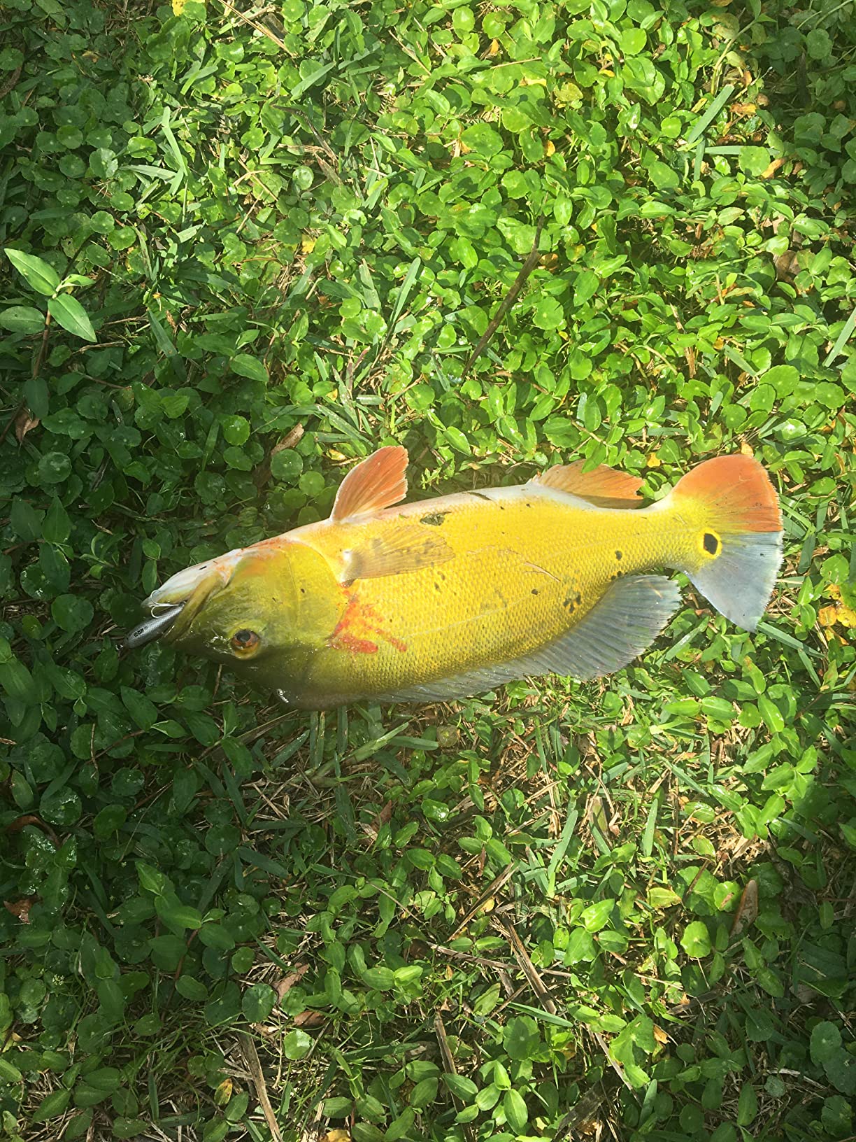 Heddon Zara Spook Topwater Fishing Lure - Legendary Walk-the-Dog Lure customer photo 2