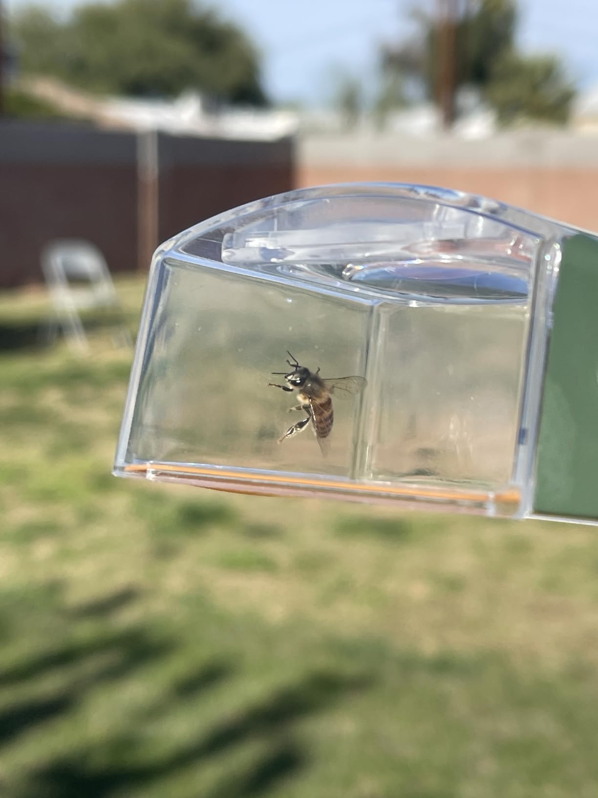 Carson BugView 5X Magnifying Glass Quick-Release Bug Catcher Indoor and Outdoor Tool for Kids or Adults (HU-10) | STEM Educational Toy for Kids and Adults - Portable Magnifying Glass Insect Trap (HU-10) customer photo 1
