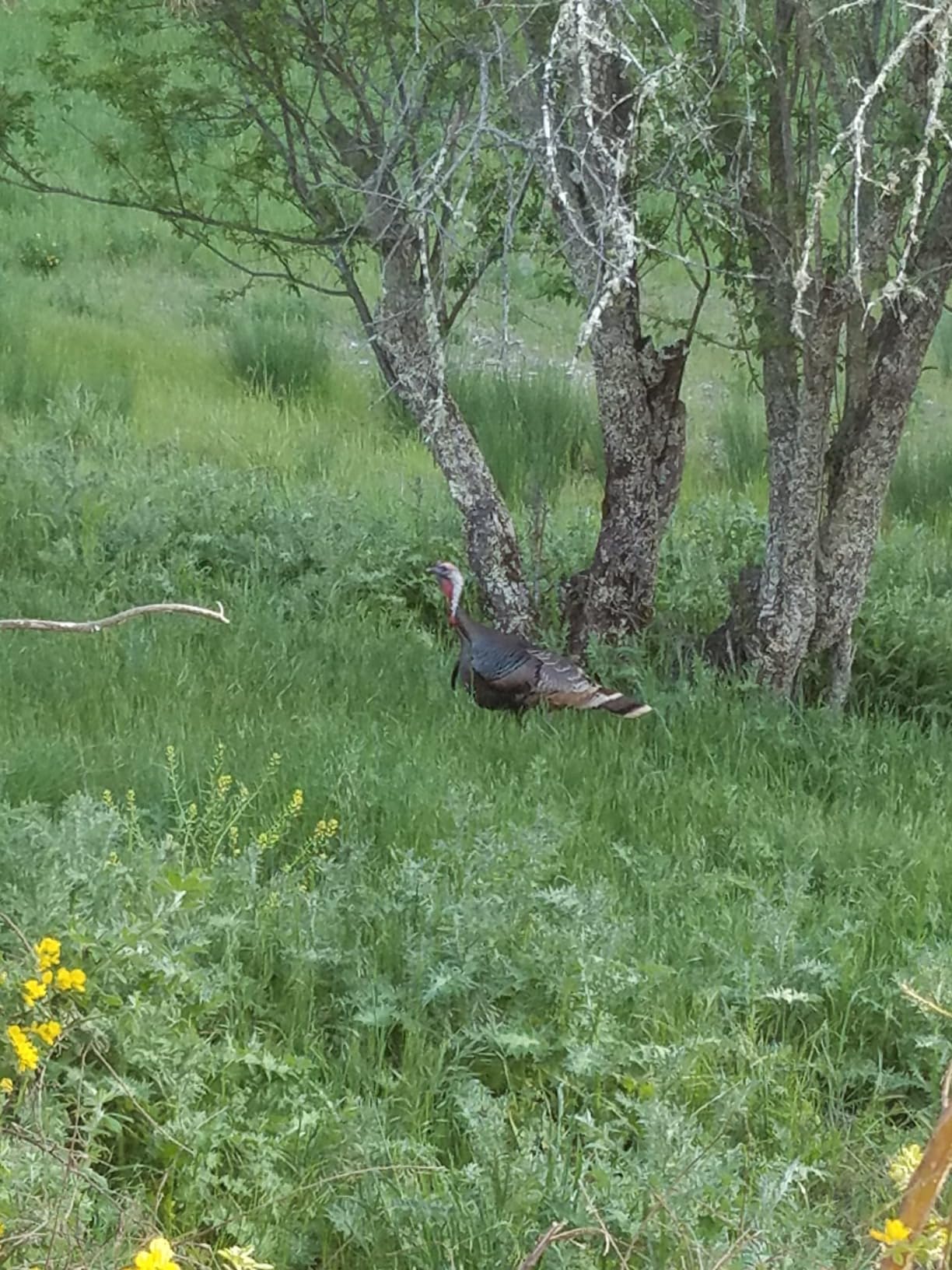 Primos Hunting PS222 The Gobbler Turkey Shaker Call customer photo 1