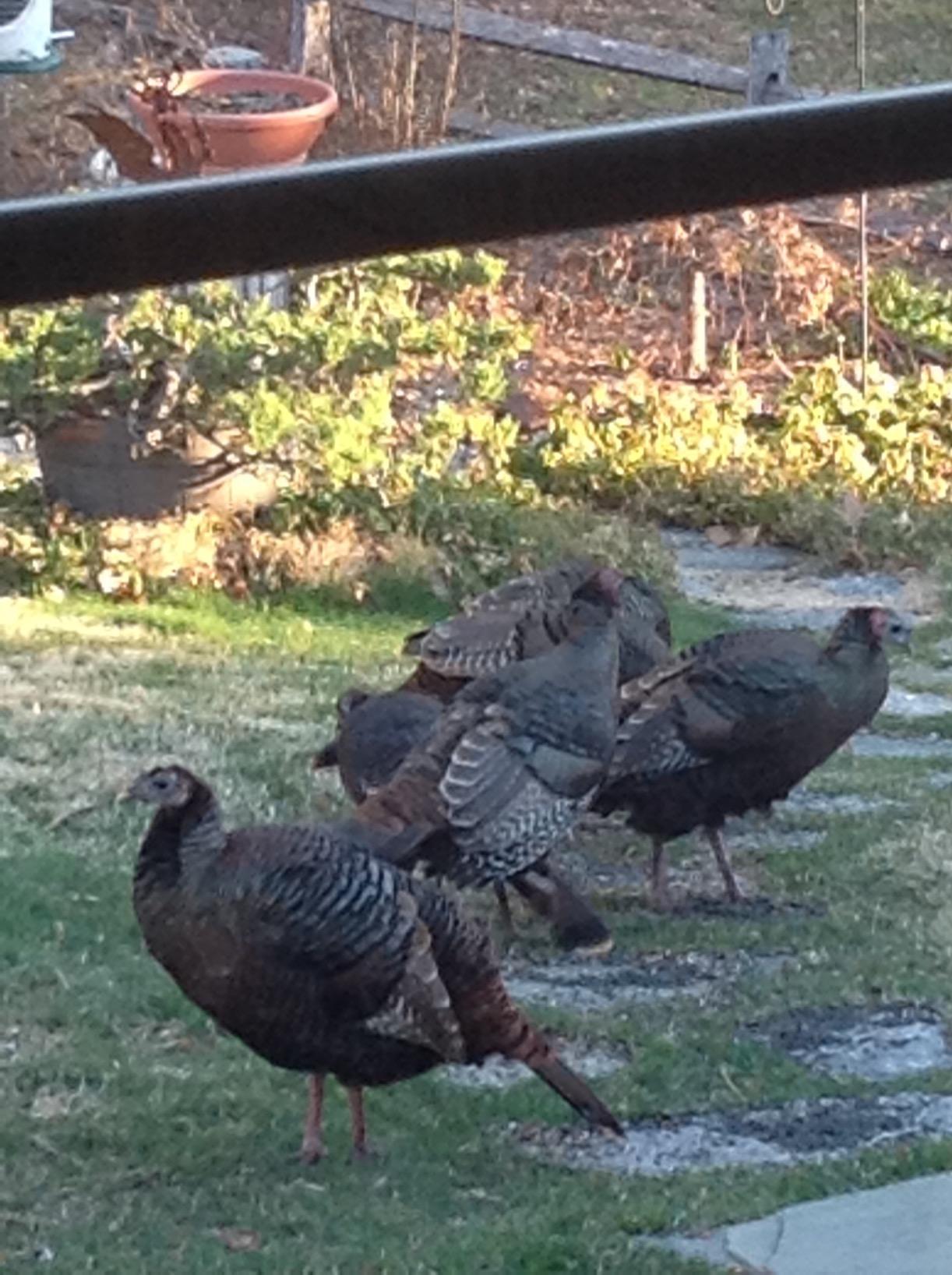 Primos Hunting PS222 The Gobbler Turkey Shaker Call customer photo 2