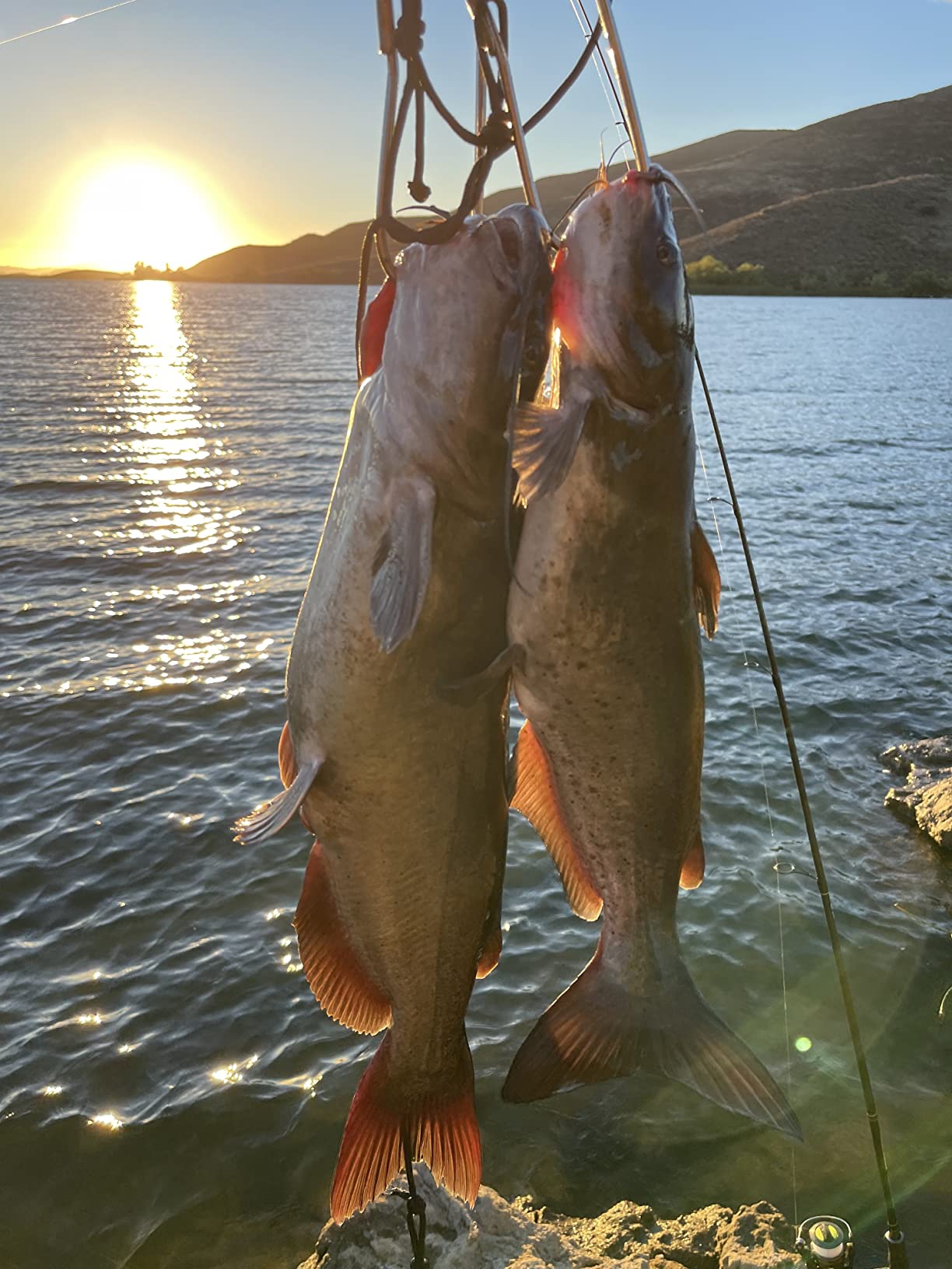 Commercial Catfish Skinner customer photo 1
