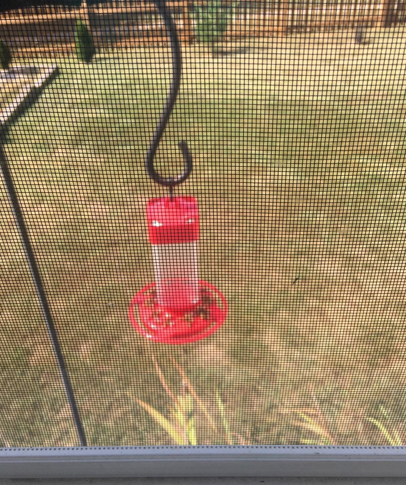 First Nature Hummingbird Feeder - 10 Feeding Ports - Red Base | Wide Mouth Prevents Messy Spills - Sealing Ring Prevents Bottom Leaks - Multi-Port Base Accommodates Flocks customer photo 1