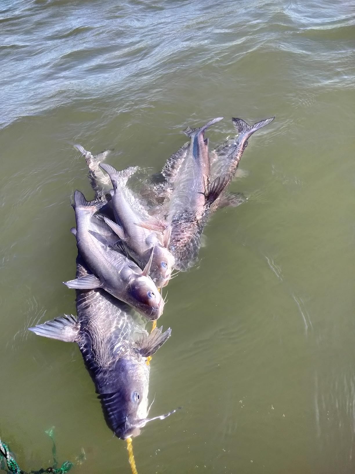 Eagle Claw 04300-004 Stringer customer photo 1