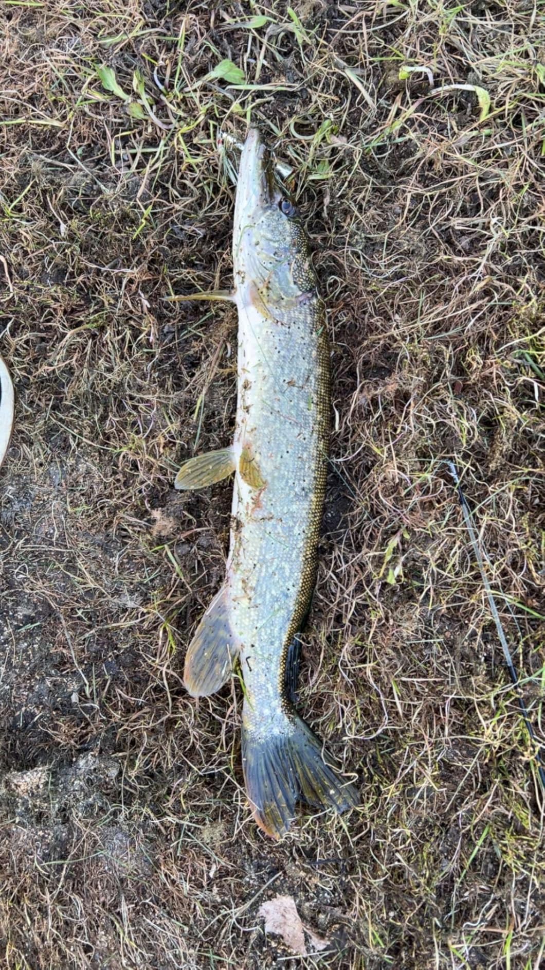 Rebel Lures Pop-R Topwater Popper Fishing Lure customer photo 1