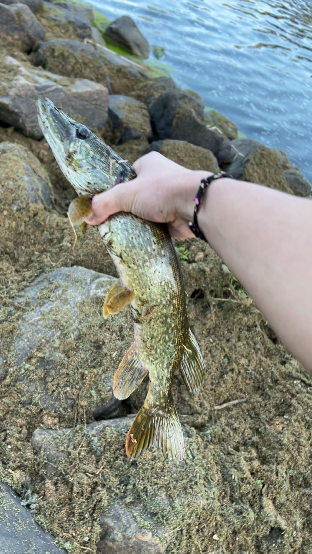 Rebel Lures Pop-R Topwater Popper Fishing Lure customer photo 2