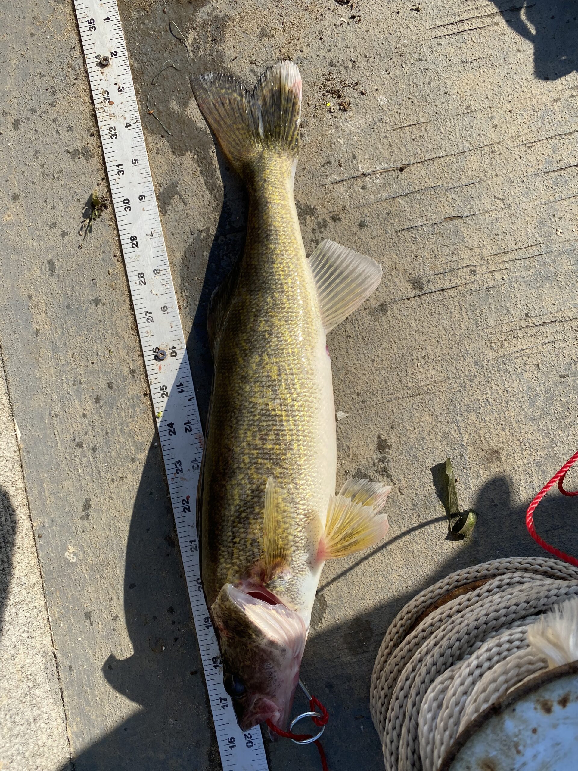 Cotton Cordell Wally Diver Walleye Crankbait Fishing Lure customer photo 1