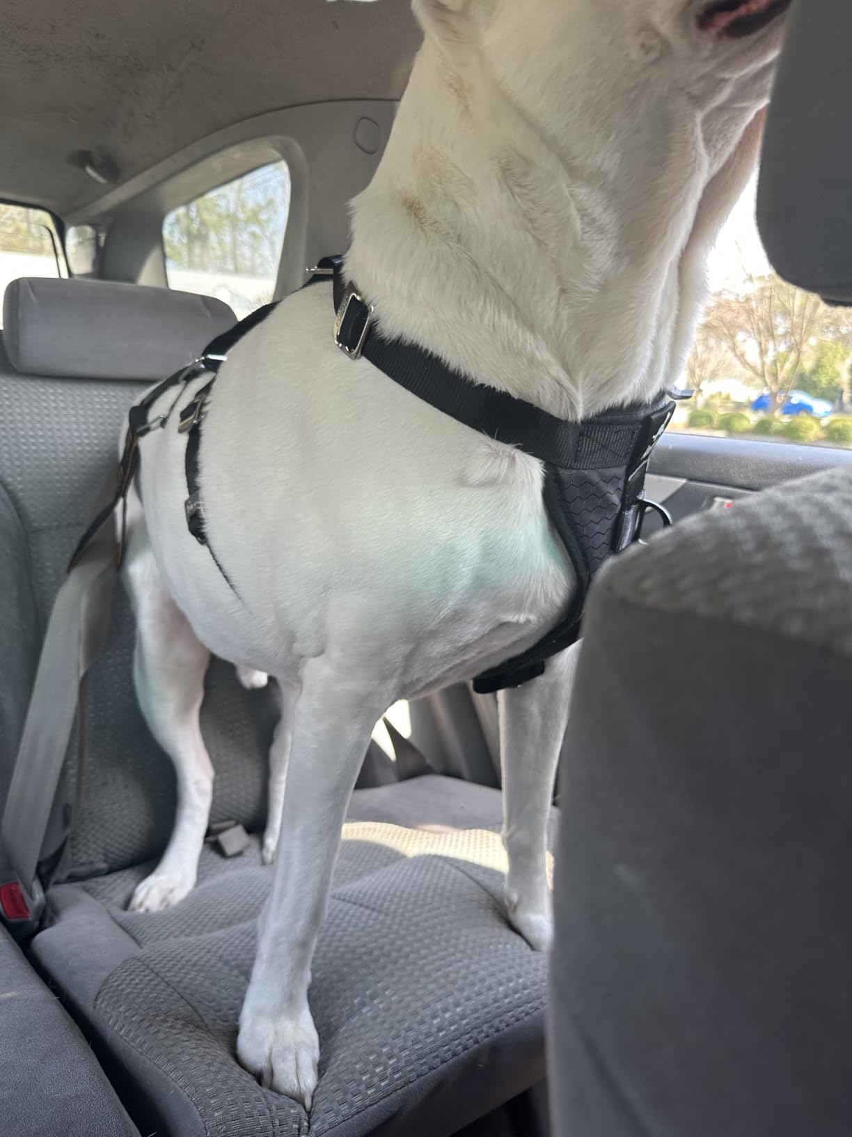 Kurgo Enhanced Strength Tru-Fit Smart Harness, Black, Medium | Crash Tested Car Harness for Dogs up to 75Lbs, Seatbelt Tether & Steel Carabiner, All-Steel Buckles, Padded Chest for Comfort customer photo 1
