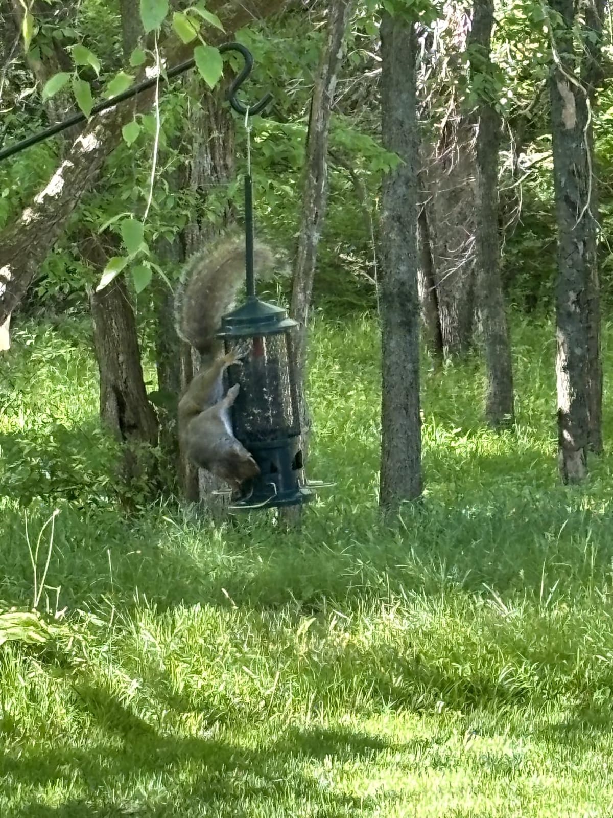 Squirrel Buster Standard Squirrel-proof Bird Feeder w/4 Metal Perches, 1.3-pound Seed Capacity, garden green customer photo 1