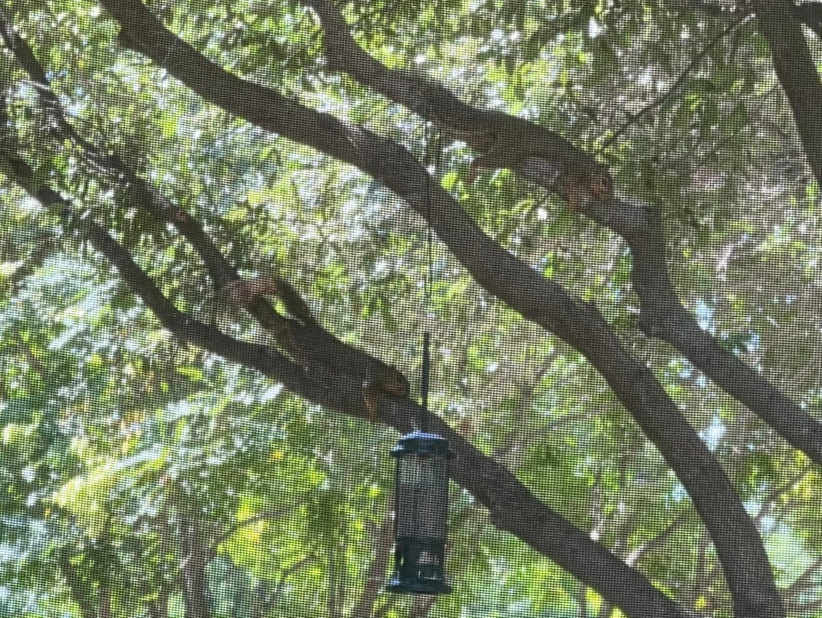 Squirrel Buster Standard Squirrel-proof Bird Feeder w/4 Metal Perches, 1.3-pound Seed Capacity, garden green customer photo 2
