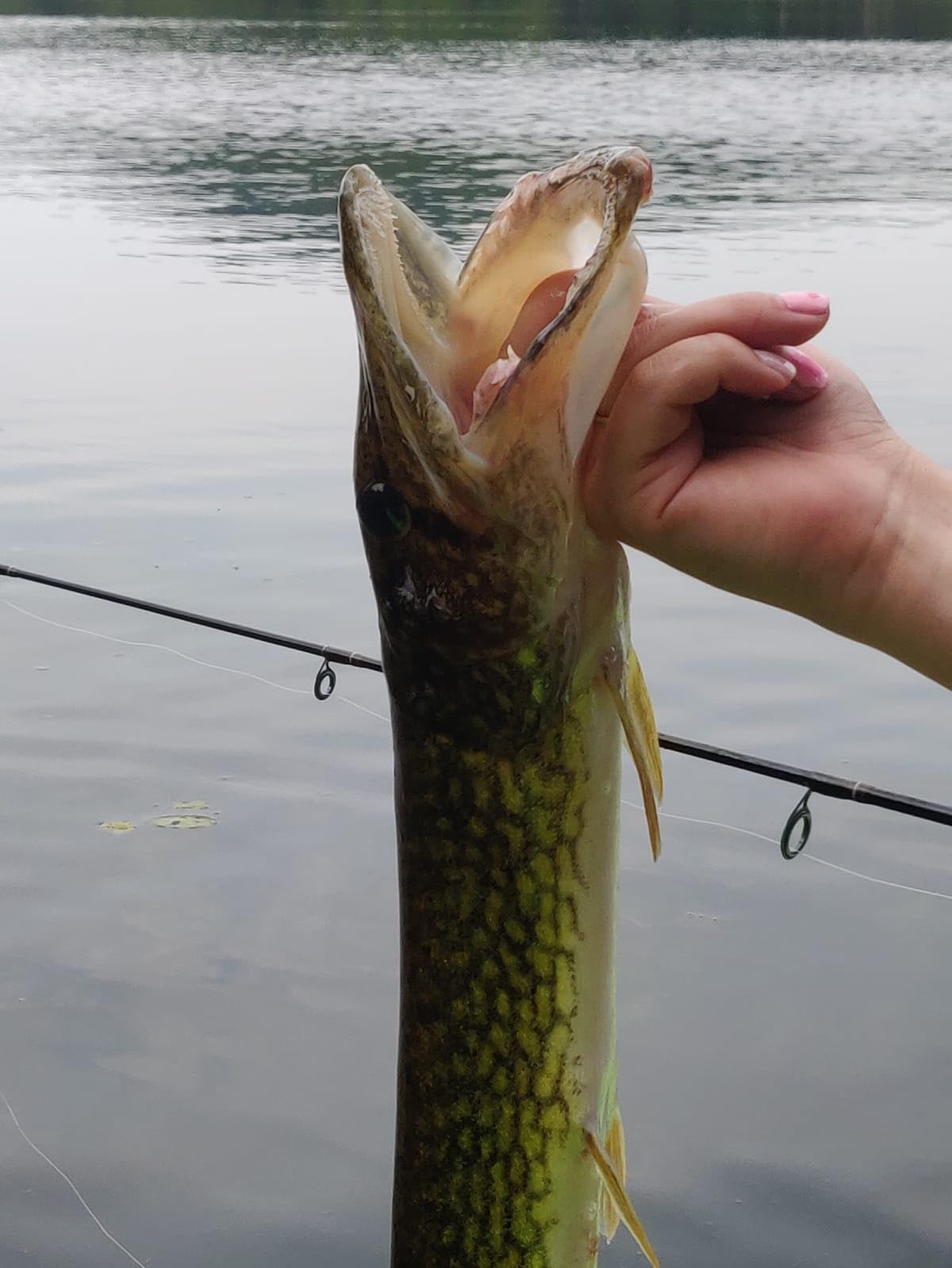 Lunkerhunt Lunker Frog Fishing Lure - Award Winning Realistic Topwater Frog Lure for Fishing Bass, Trout and Pike customer photo 2