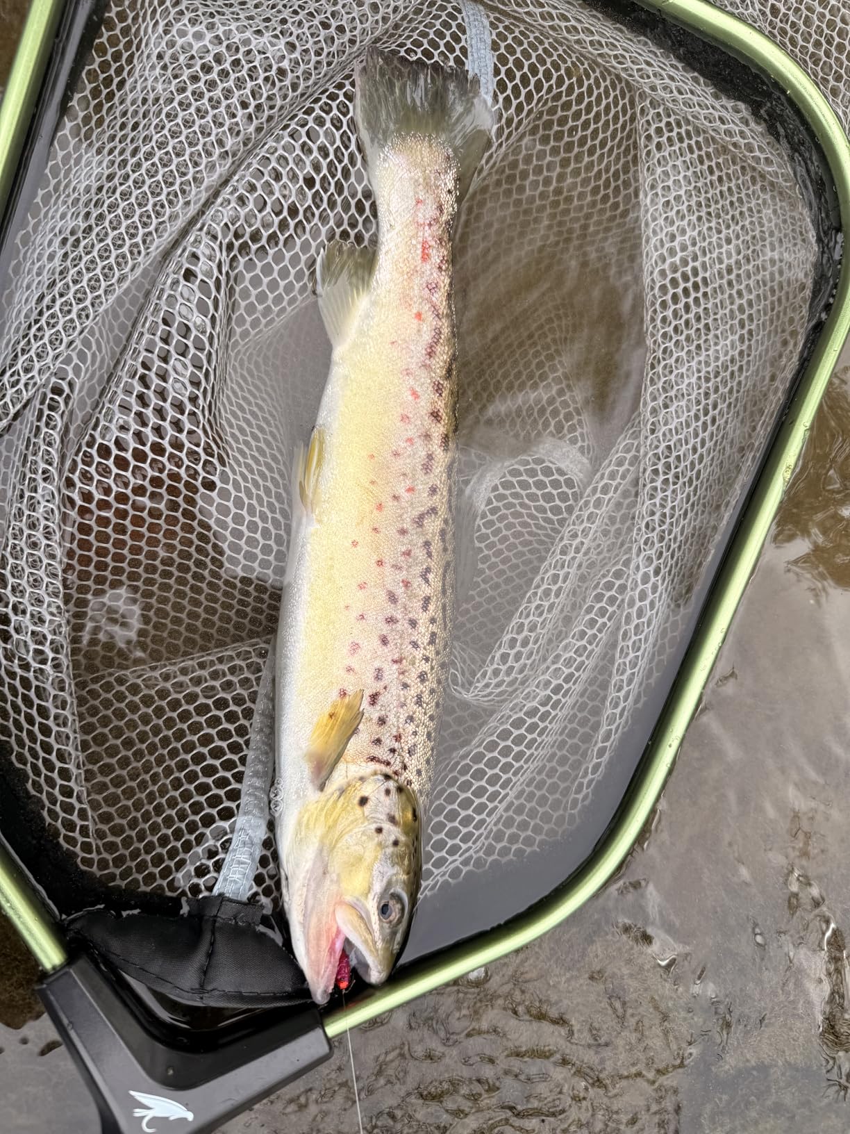 Tenkara USA Fly Fishing IWANA Rod with Case, Classic All-Around for Small to Medium Fish - Ultra-Light, Gloss Carbon Finish (12ft - 366cm) customer photo 1
