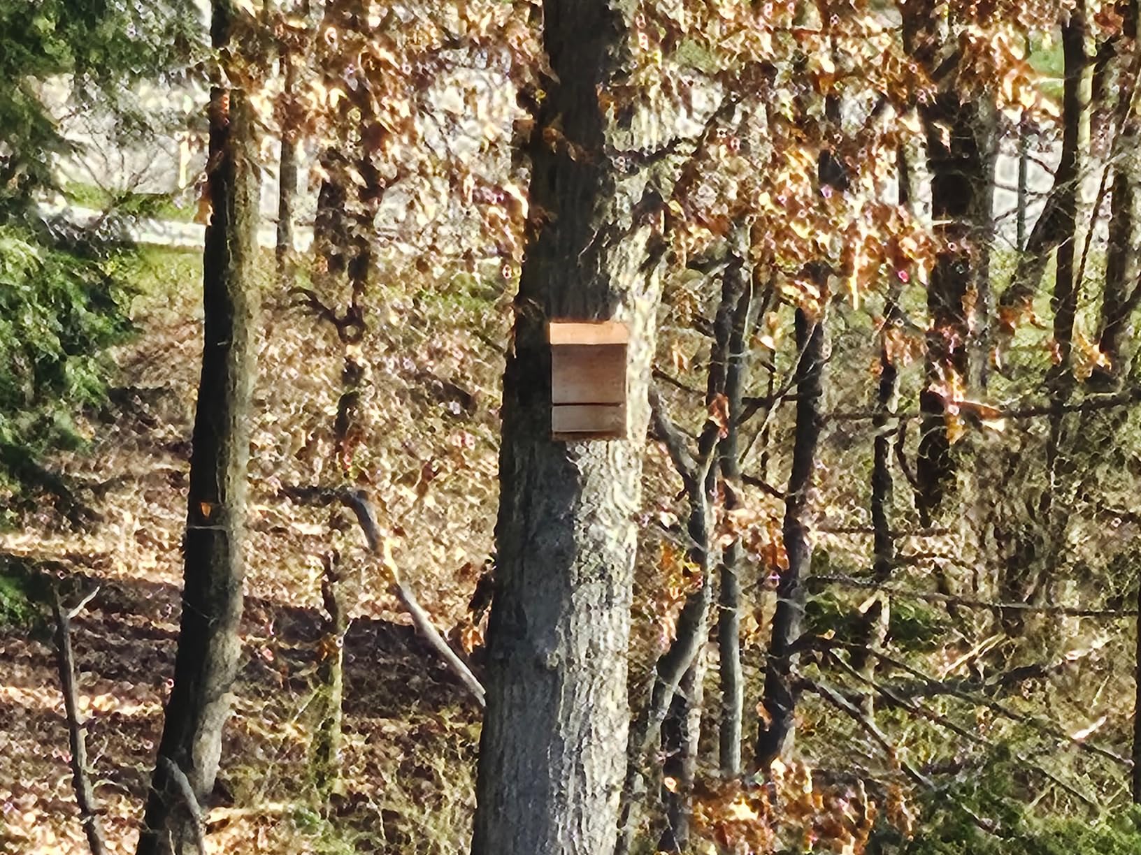 Bat House - Handcrafted Bat Box for Outside from Cedar Wood - One Chamber customer photo 1