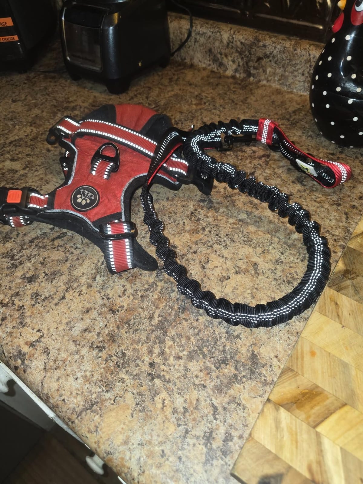 Hundefreund Hands-Free Dog Leash for Medium and Large Dogs (30-150 lbs) - Shock Absorbing Bungee Running Leash with Waist Belt, Dual Handle, Reflective Design for Training, Hiking & Walking (Red) customer photo 1
