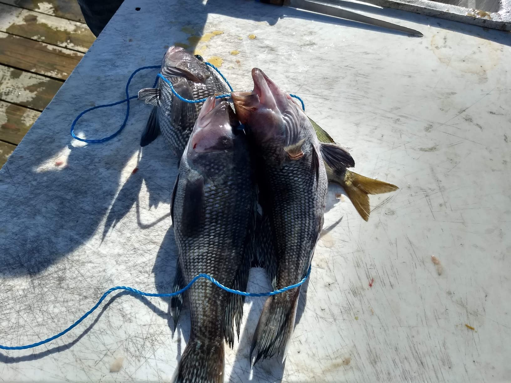 Deep Drop Fishing Rig - Glow in The Dark Sleeves - NOAA Compliant Circle Hooks - Tilefish Grouper Snapper Bottom Rig - Made in USA - End Game Tackle - 3 or 5 Hook Options customer photo 1