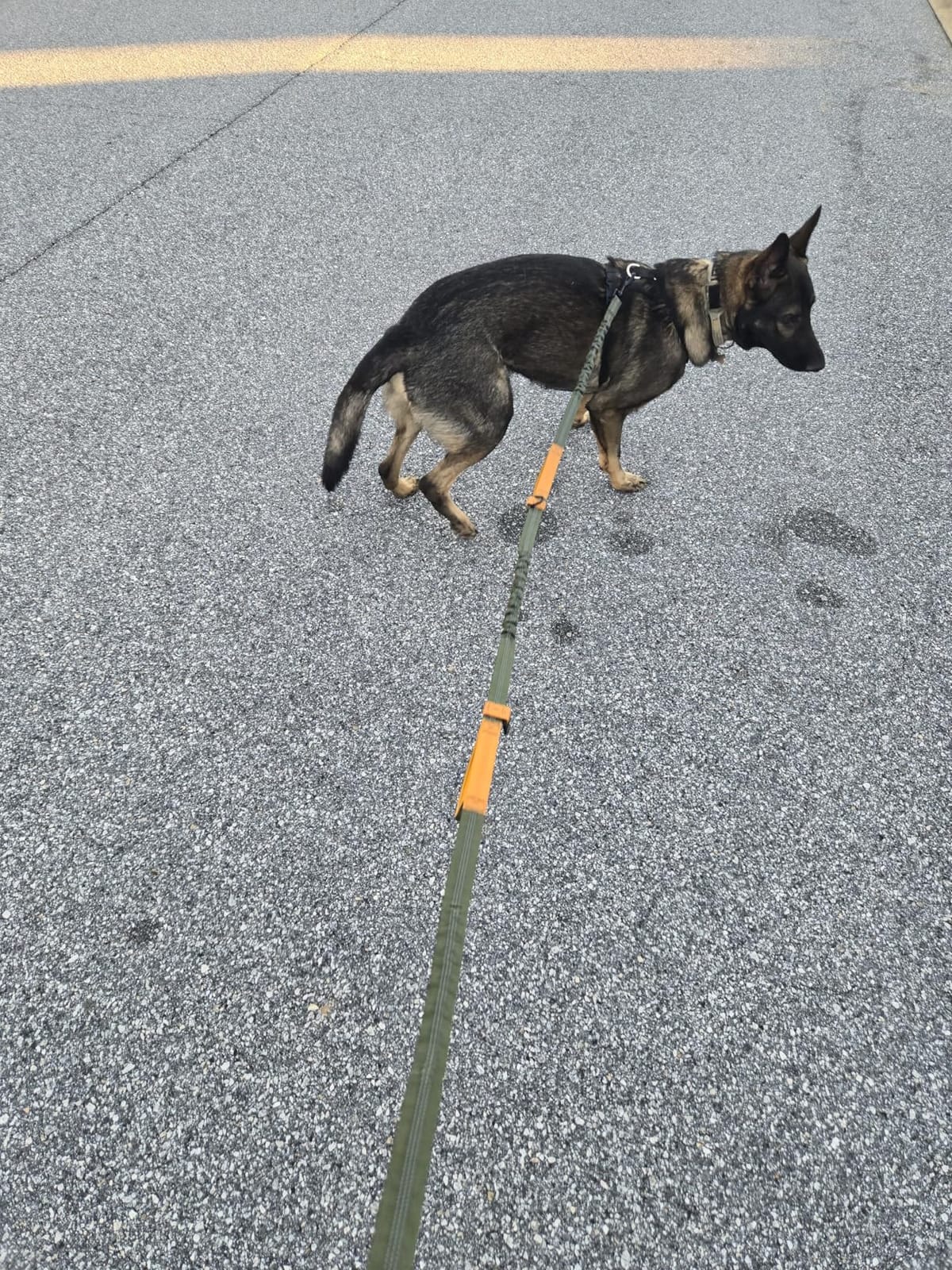 Pet Dreamland Exquisite Hands Free Leash for Large Dogs. Ultimate Comfort & Freedom for Running, Walking and Hiking. Premium Quality, Durable & Versatile Dog Walking Belt. customer photo 1