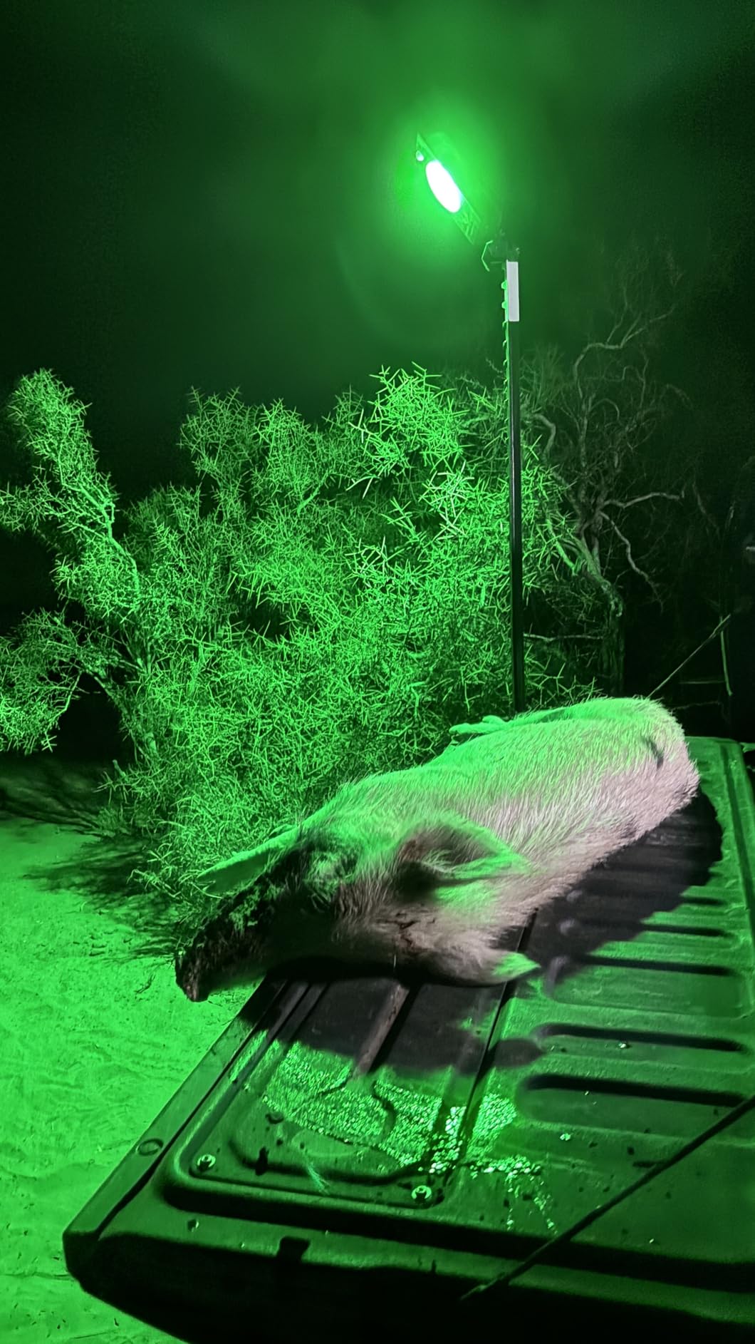 Elusive Wildlife Kill Light Outfitter Motion-Activated Feeder Light, 20000 Lumen Solar Powered Green Hunting Light, PIR Motion Sensor, Rechargeable, Selectable Brightness for Hog & Predator Hunting customer photo 2
