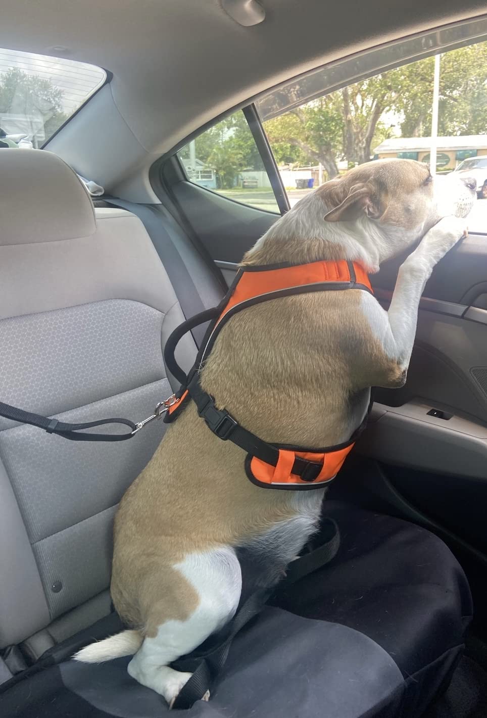 BWOGUE Dog Seat Belt for Car, Headrest Restraint Safety Lead, Dogs Cats | Adjustable 18-30 in Length, Headrest Loop for Car Travel, 2-in-1 Seat Belt and Leash, Use with Dog Harness, Zinc Alloy Snap customer photo 1