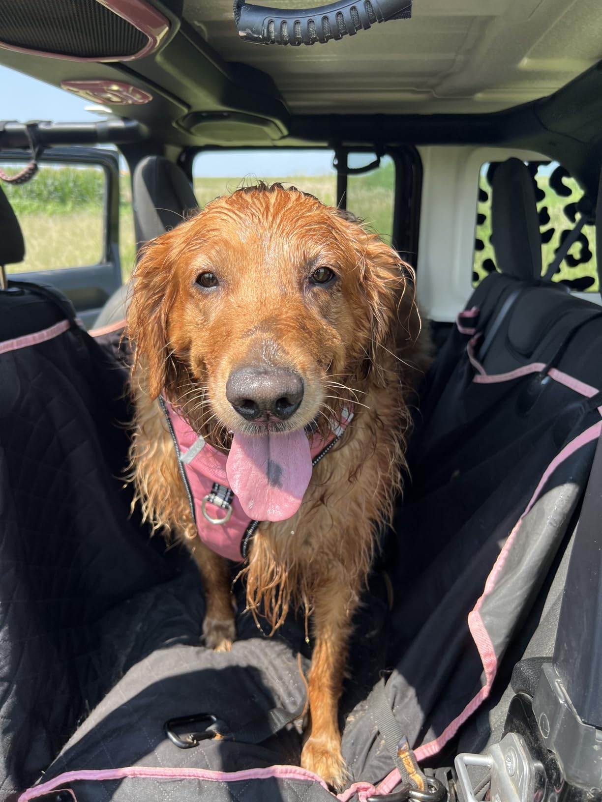 Active Pets Black Standard Dog Car Hammock Back Seat Cover, Waterproof Backseat Cover Protector for Truck Bench Rear of Sedans or SUVs, Essential Pet Supplies Vacuum or Wipe Clean, Machine Washable customer photo 2