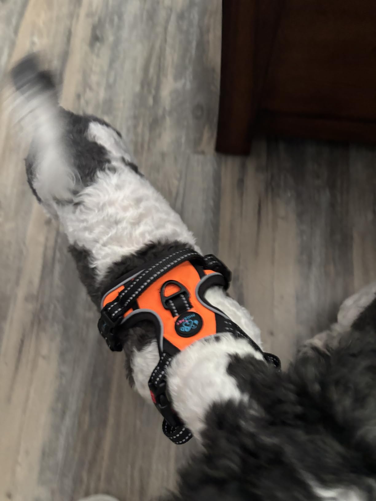 PHOEPET No Pull Dog Harness Medium Reflective Front Clip Vest with Handle | Adjustable 2 Metal Rings 3 Buckles, Easy to Put on & Take Off customer photo 2