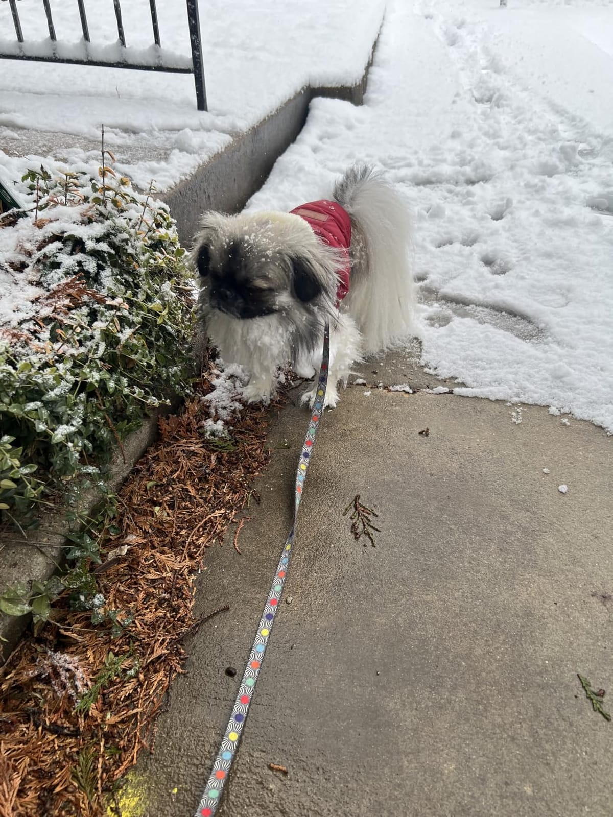 Vecomfy Warm Dog Coats with Hoodie, Winter Dog Jackets for Small Dogs | Fleece Lining Puppy Coat for Cold Weather, Soft Cozy, Windproof Doggie Clothes for Snow Play, Leash Hole for Daily Walk, Red M customer photo 1
