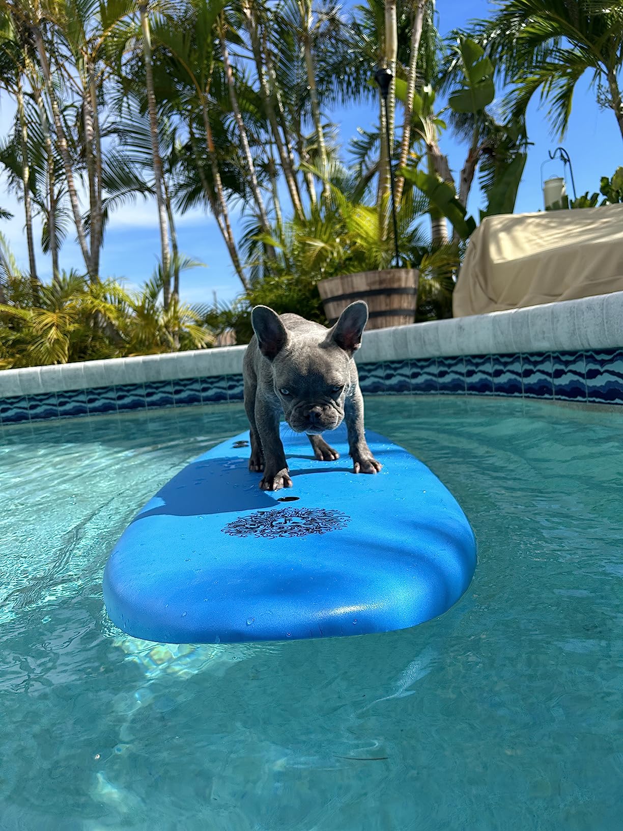 4'4 Beginner Soft Top Surfboard for Kids & Adults - Foam Surfboard + Fins & Leash - Use as Bodyboard, Boogie Board, or Softboard customer photo 2