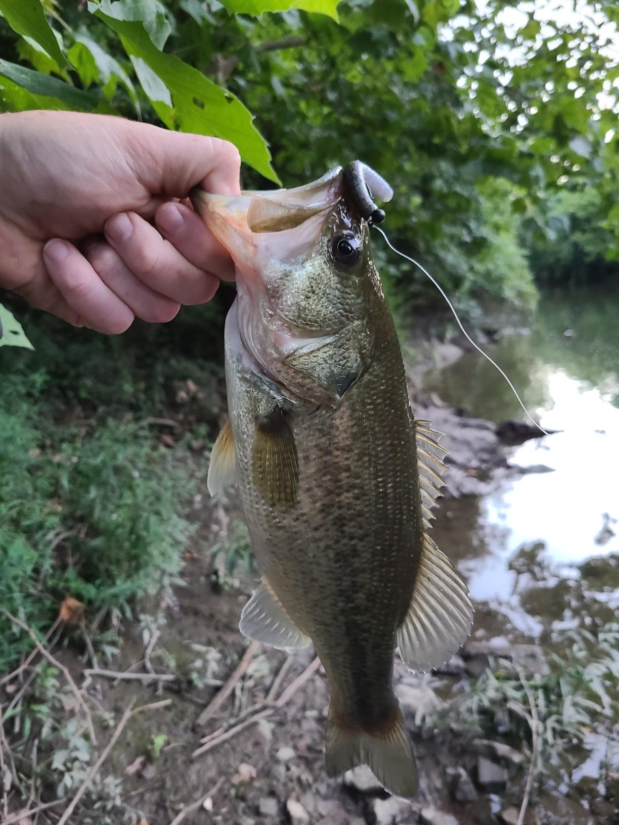 Harmony Fishing - Tungsten Offset Weedless Ned Rig Jigheads (5 Pack) customer photo 1