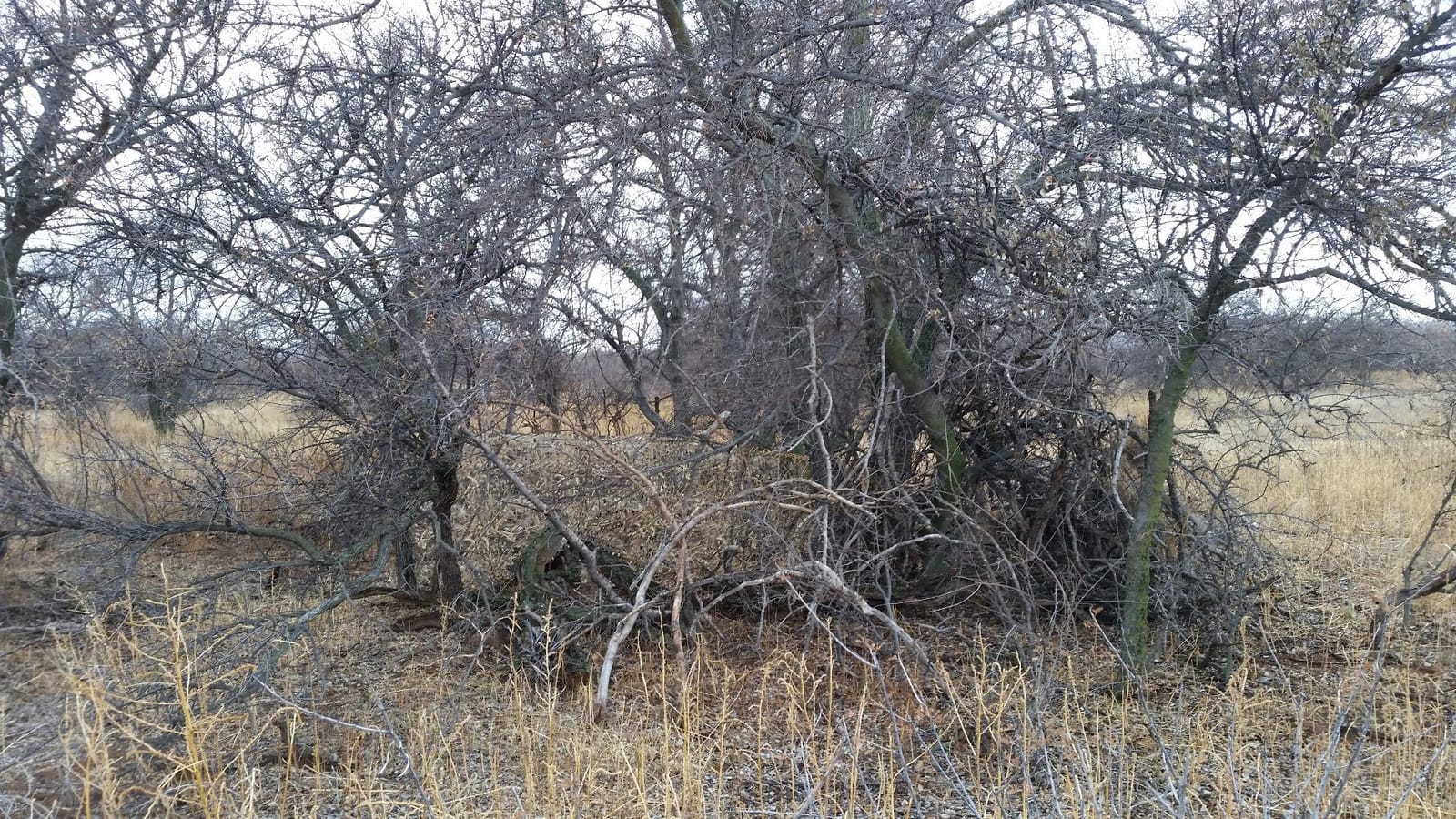 Hunters Specialties Camo Leaf Blind - Hunting Durable Lightweight Quiet Realistic Concealment Camouflage Accessory, Realtree Edge Camo, 56 in X 12 FT customer photo 2