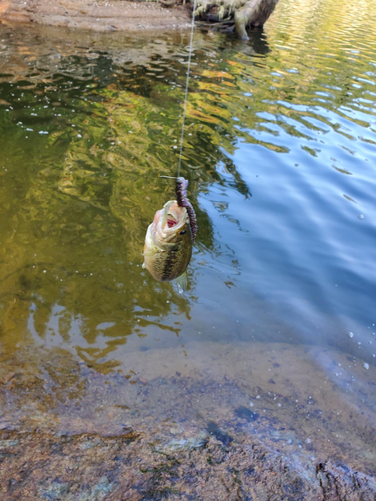 Reaction Tackle Tungsten Mushroom Head Jig Heads, Ned Rig Shroom Jigs for Finesse Bass Fishing, Stand Up Bait with Weedless and EWG Hook Options (5-Pack) customer photo 1