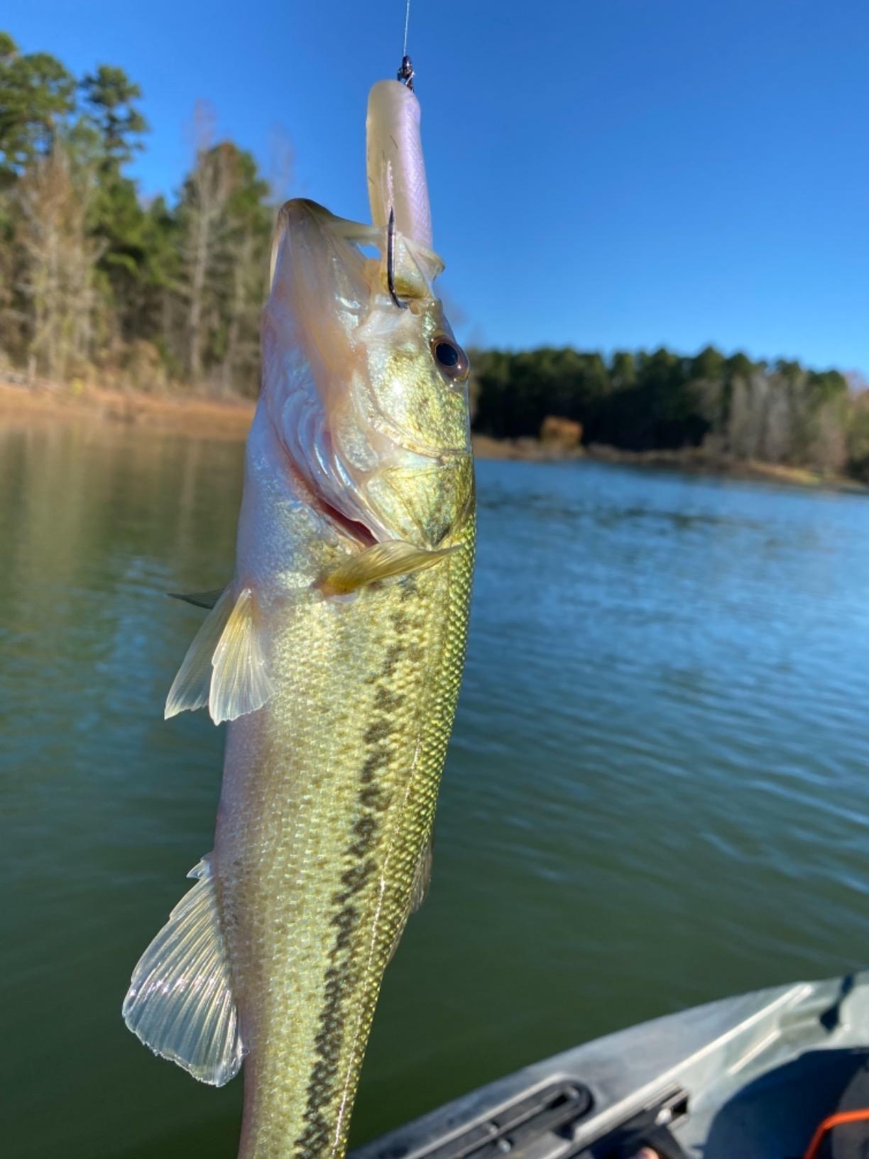 Z-MAN Elaztech MinnowZ Swimbait customer photo 2
