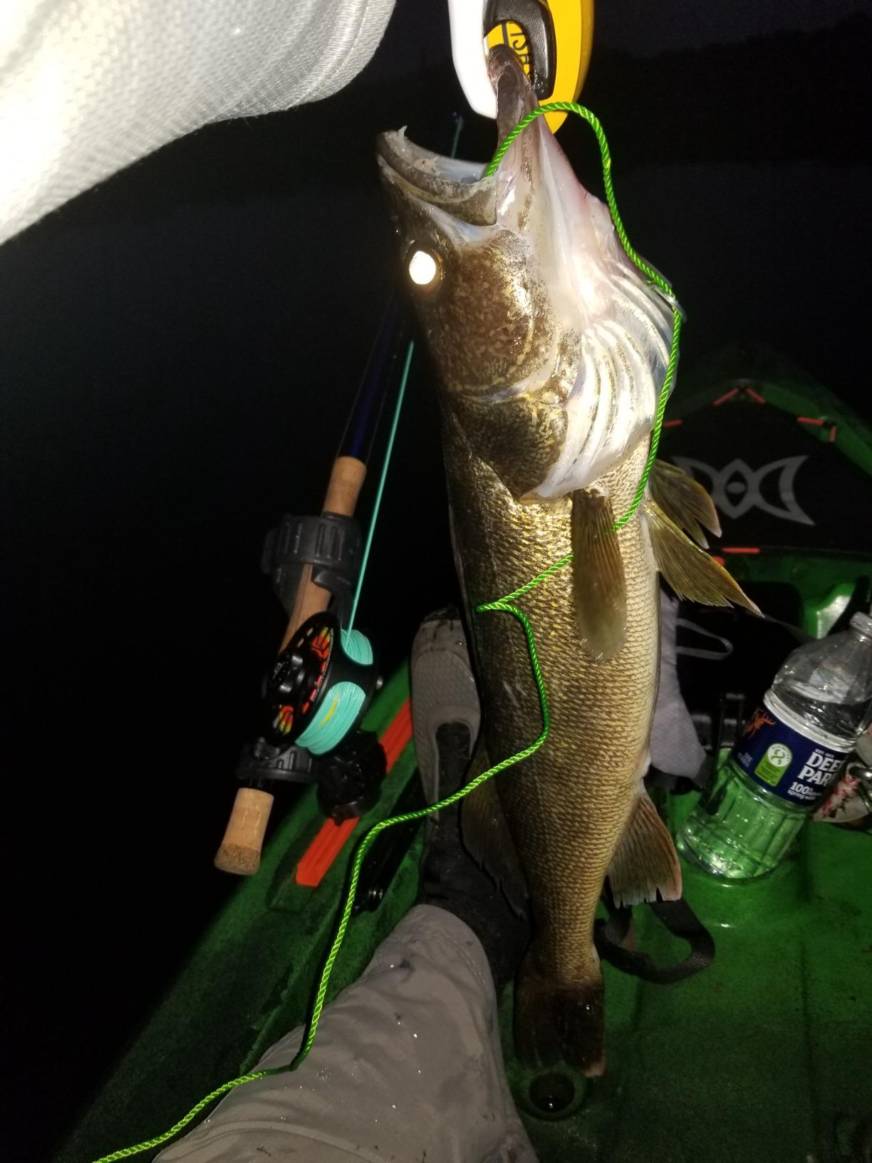 M MAXIMUMCATCH Maxcatch Predator Big Game and Saltwater Fly Fishing Rod: 7'11''/9'/9'2''/10', 4-Piece, 8/9/10/11/12 Weight customer photo 2