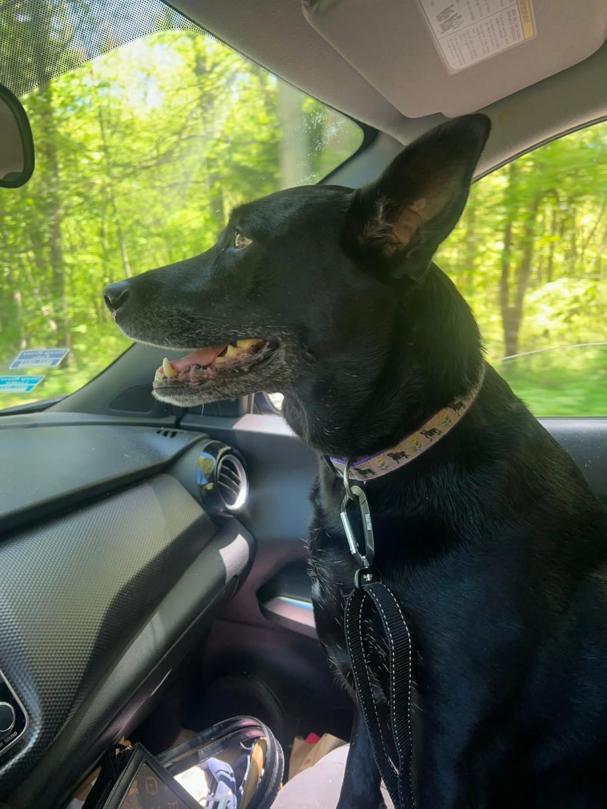 Mighty Paw Dog Seat Belt for Car, Heavy-Duty Aviation Aluminum Carabiner | 850 Lbs Force Rated, Nylon Webbing, Swivel Clip, 16-26 In Adjustable customer photo 1