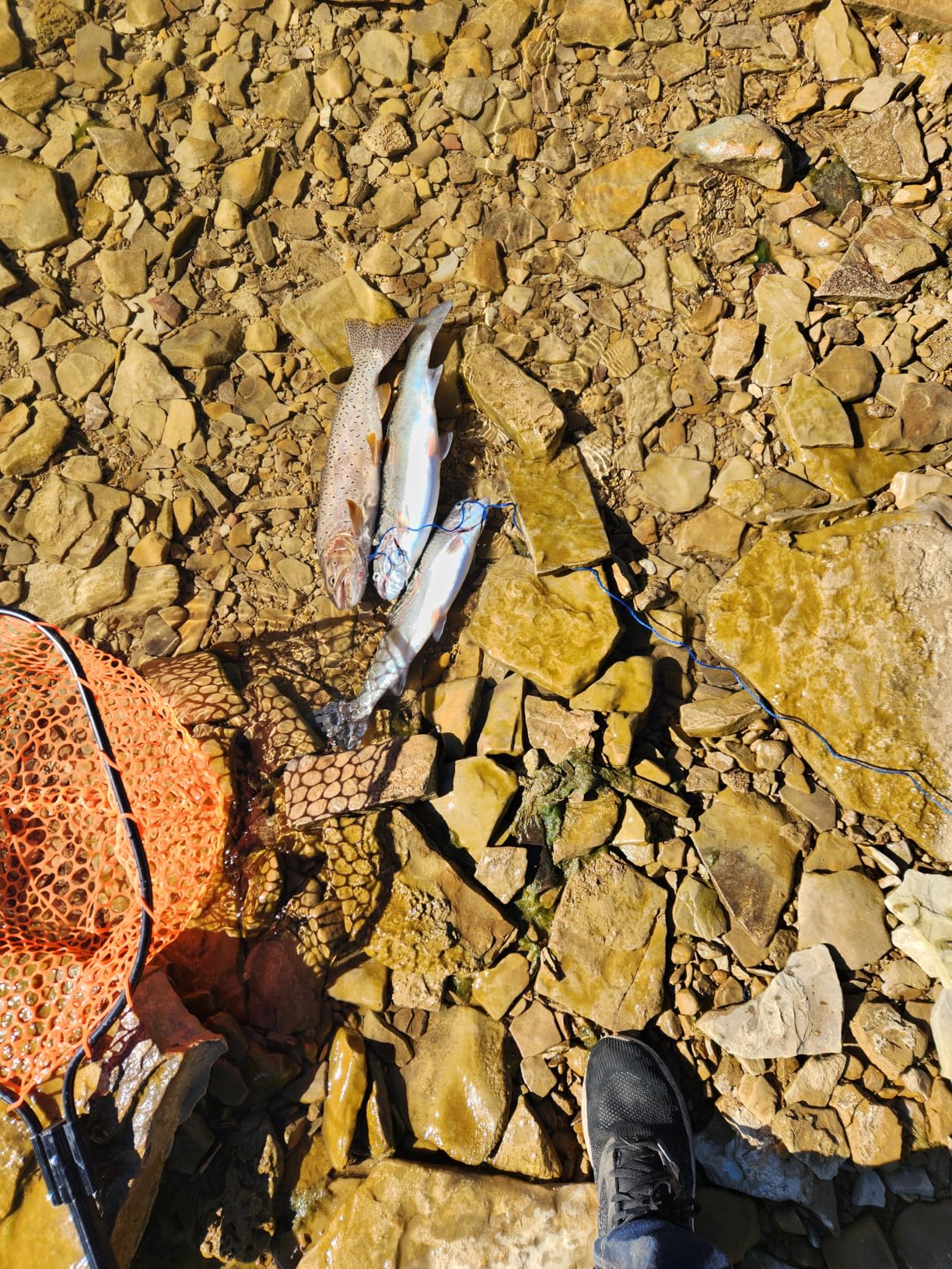 Berkley PowerBait Trout Fishing Dough Bait customer photo 1