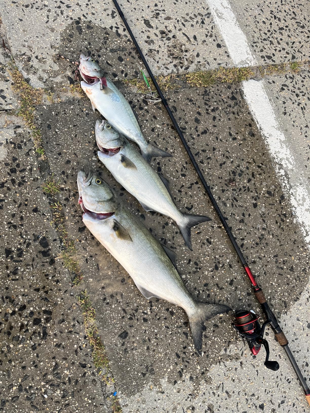 Salmon & Steelhead Spinning Rod IM8 Carbon Walleye Fishing Rod customer photo 1