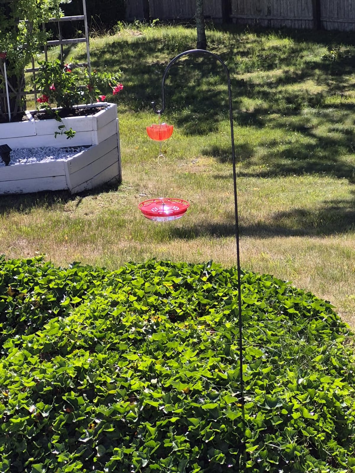eWonLife 2 Pack 16 oz Saucer Hummingbird Feeders for Outdoors, Garden Decor | Built-in Ant Moat, 5 Bee Proof Feeding Ports, BPA Free Plastic, Easy Clean, Leak-Proof Dish-Style customer photo 1