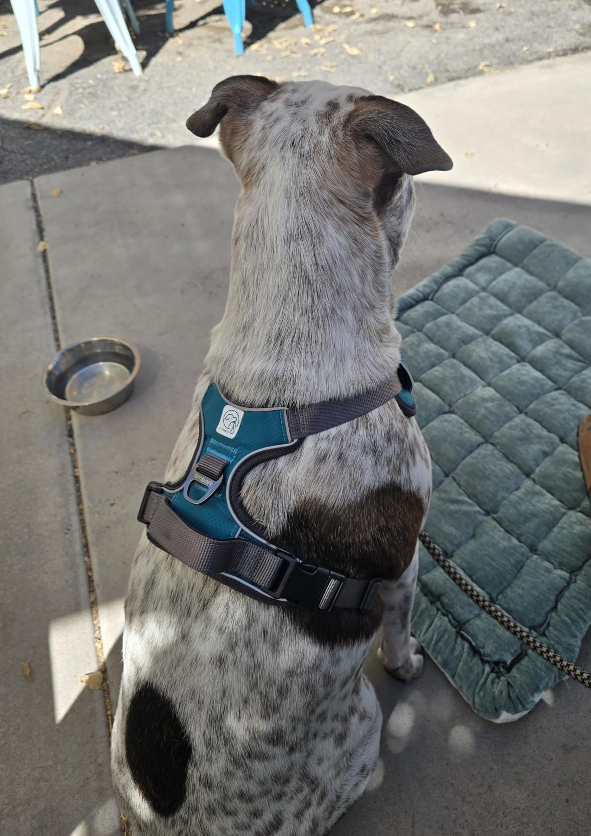 Embark No Pull Dog Harness, Reflective Adjustable Training Vest, No Choke | Adjustable straps fit all dog breeds with sturdy hooks; 360 degree reflective trim, soft padded Harness Design for All Dogs customer photo 1