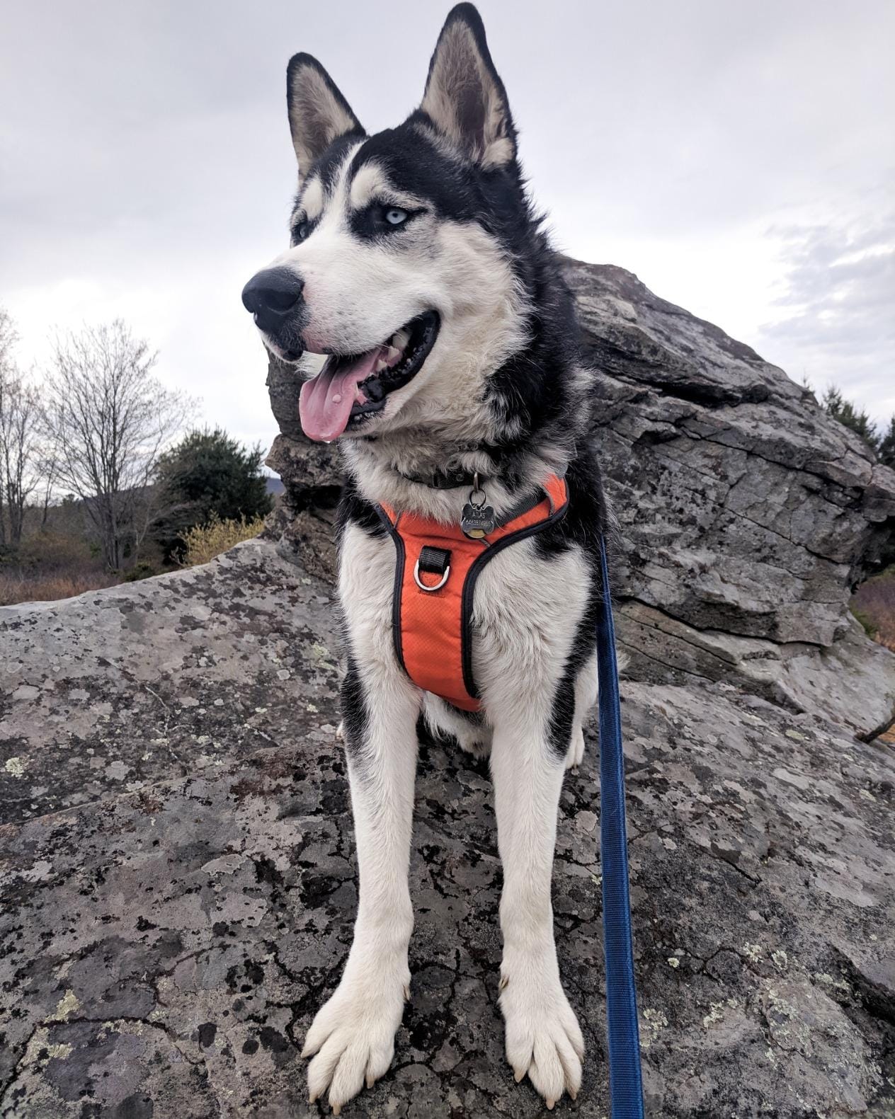 Embark No Pull Dog Harness, Reflective Adjustable Training Vest, No Choke | Adjustable straps fit all dog breeds with sturdy hooks; 360 degree reflective trim, soft padded Harness Design for All Dogs customer photo 2