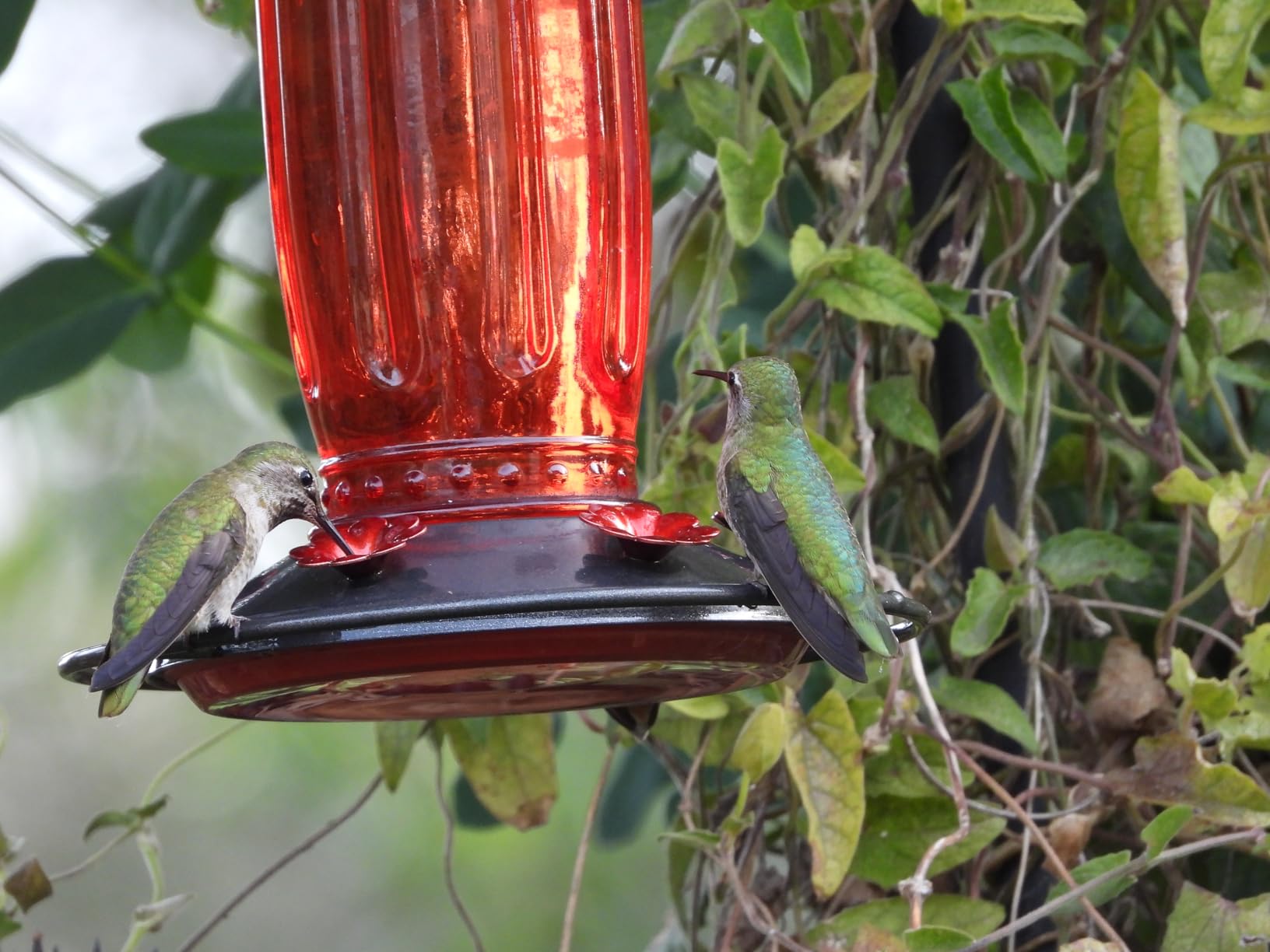 Kingsyard Glass Hummingbird Feeder for Outdoors Wild Bird Feeder with 6 Feeding Ports Hanging for Garden Yard, Red (Ant Moat Included) customer photo 2